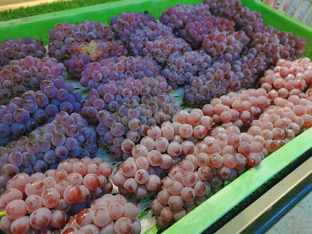 早上看见的迷你小小小葡萄吉娃娃葡萄[星星眼]