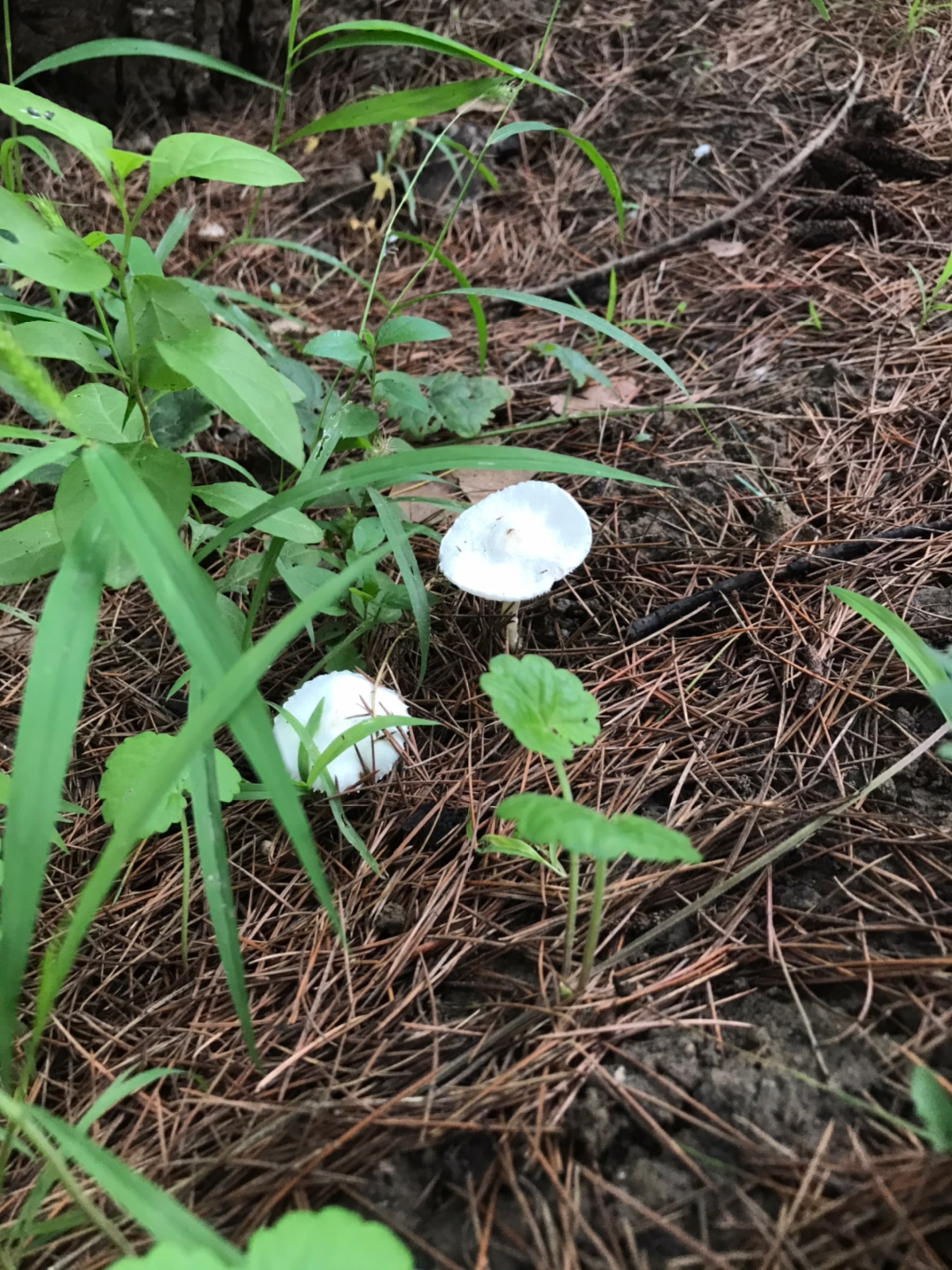 樹木當牆 雨後小白蘑菇做伴