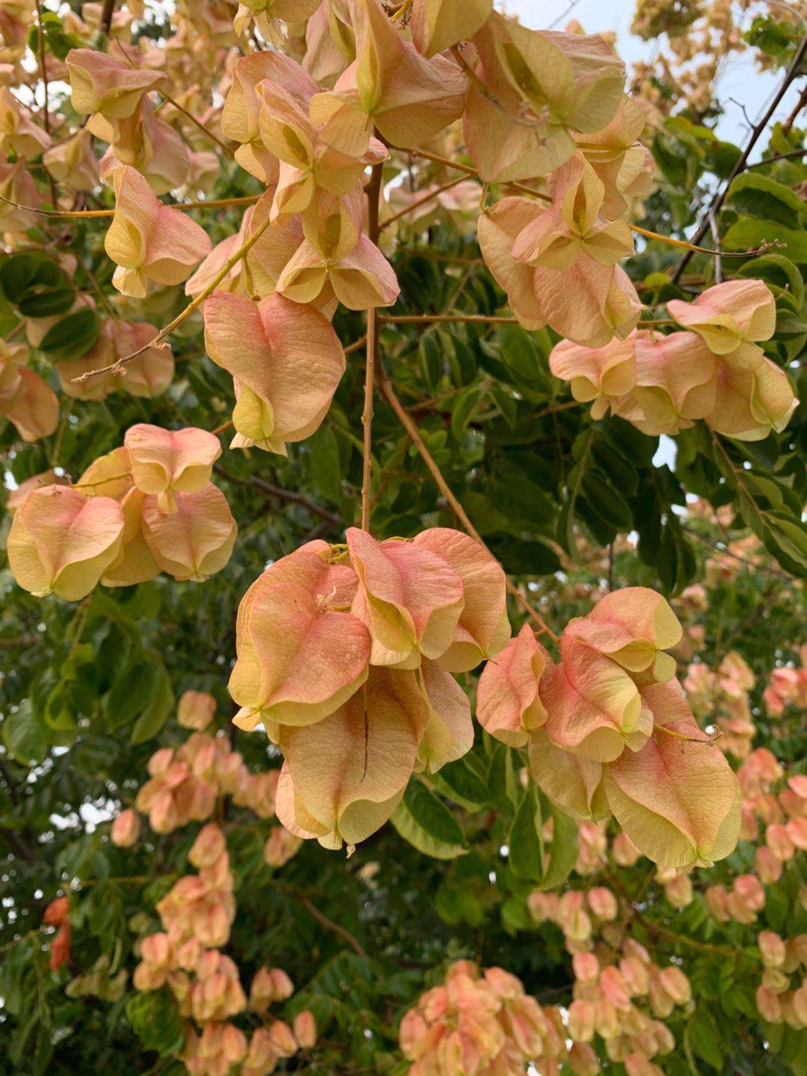 欒樹開黃花結紅果它的果莢像極了掛在枝梢的紅燈籠蒴果裡是又黑又亮又