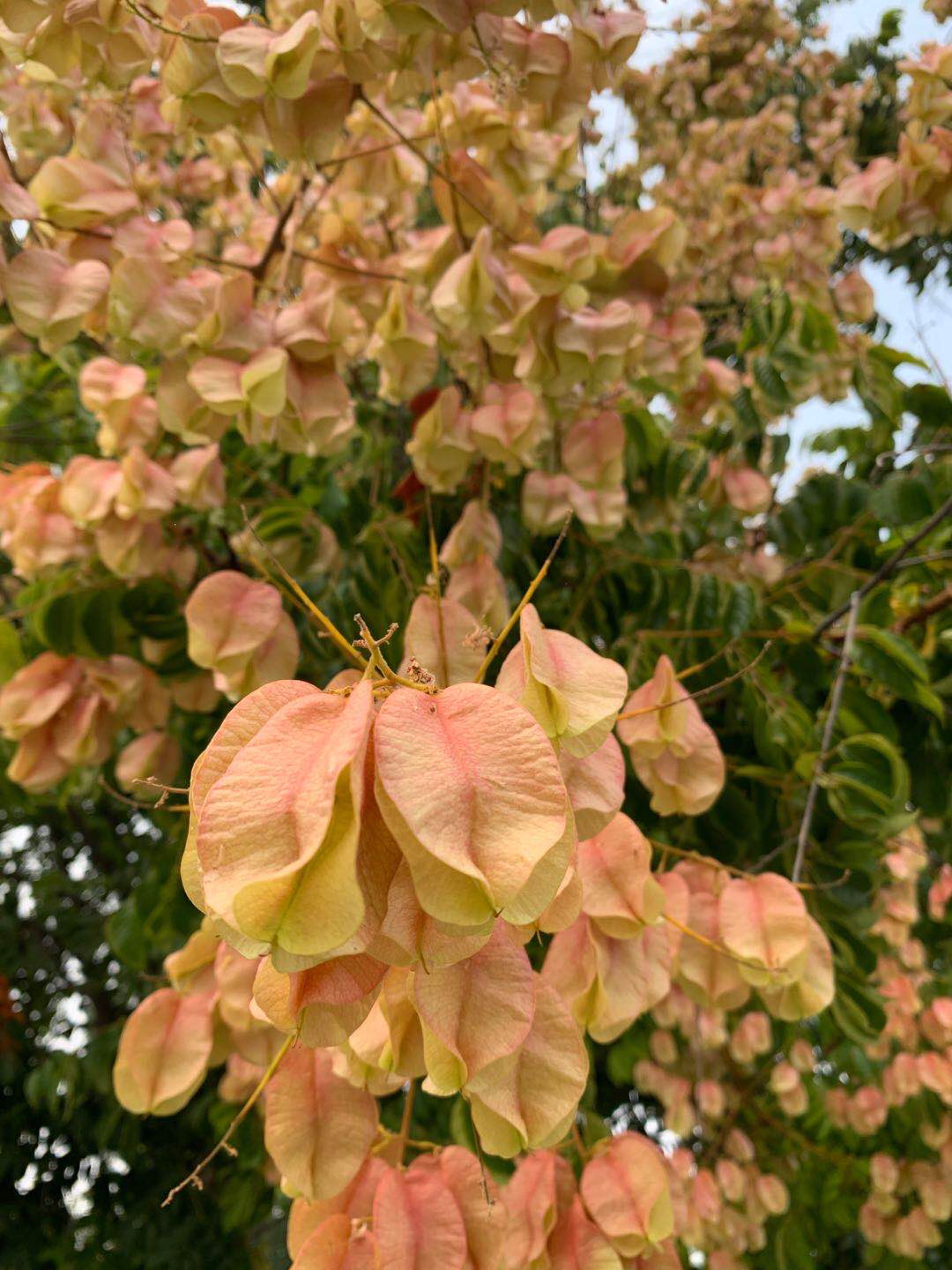 欒樹開黃花結紅果它的果莢像極了掛在枝梢的紅燈籠蒴果裡是又黑又亮又