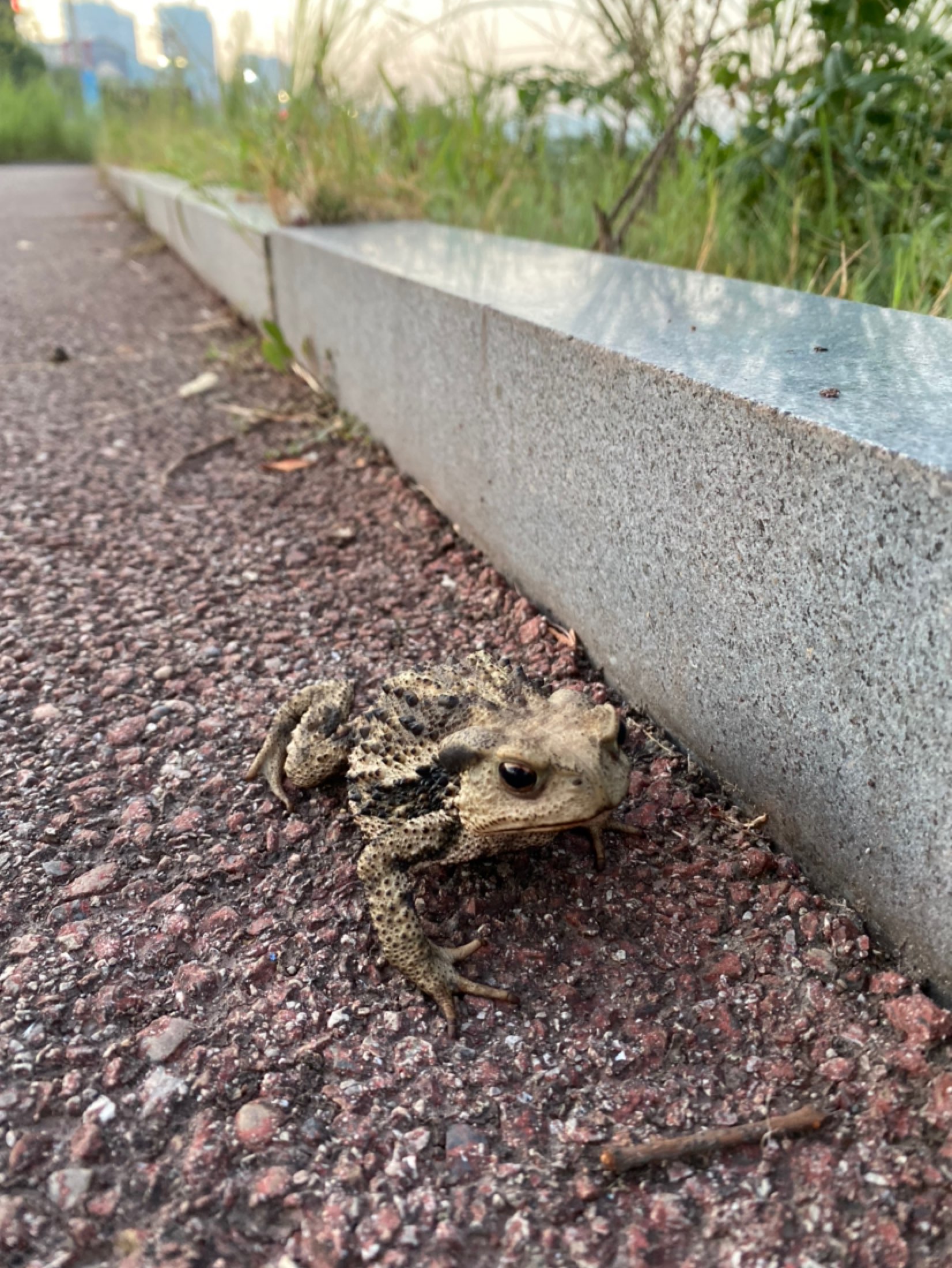 七夕癞蛤蟆.哈哈哈哈 立即参与  完成   公里法特莱克跑 6.