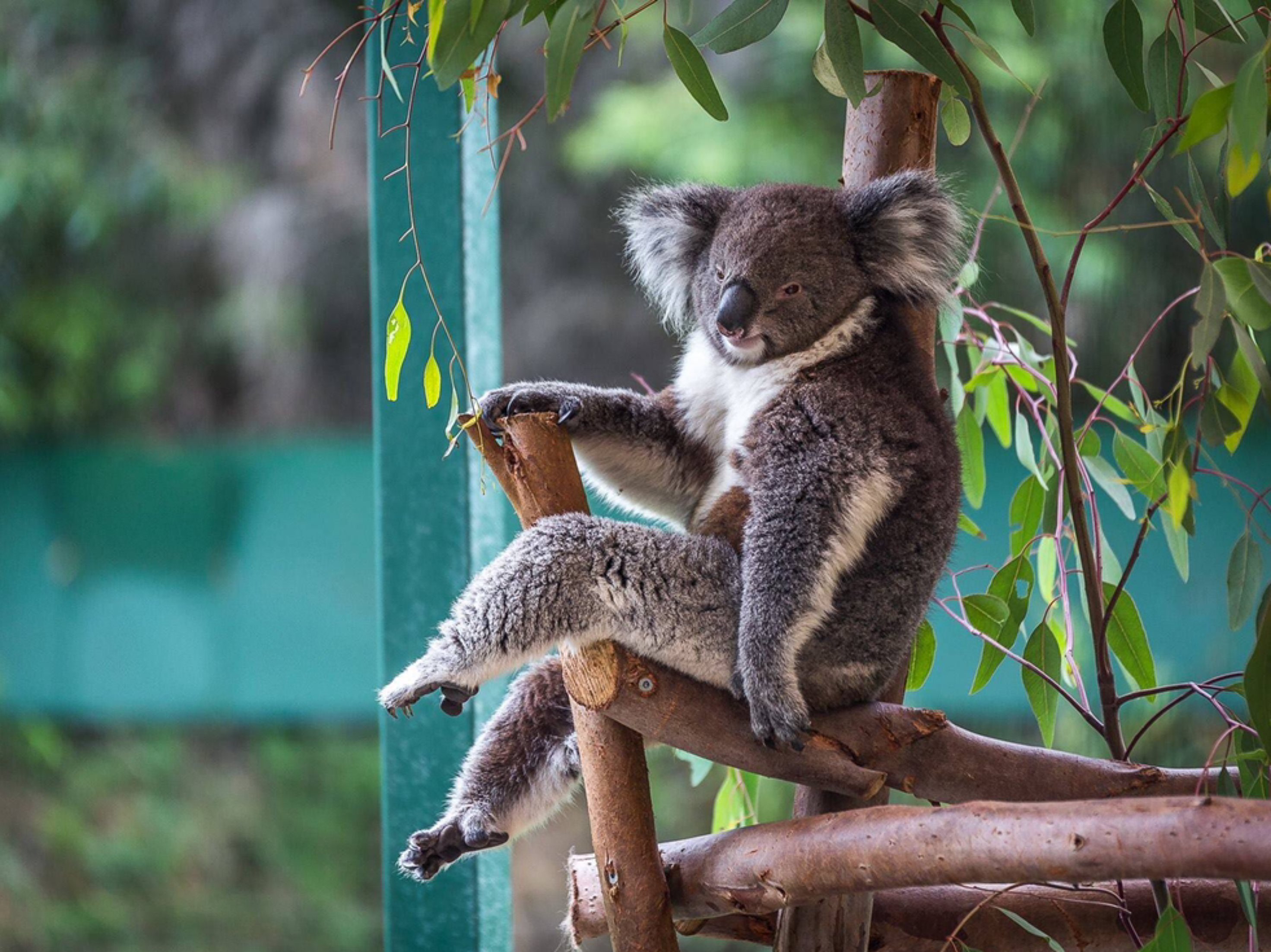 每天一点新知识:别看考拉长得肥肥憨憨的,其实人家是个长腿"美人儿"