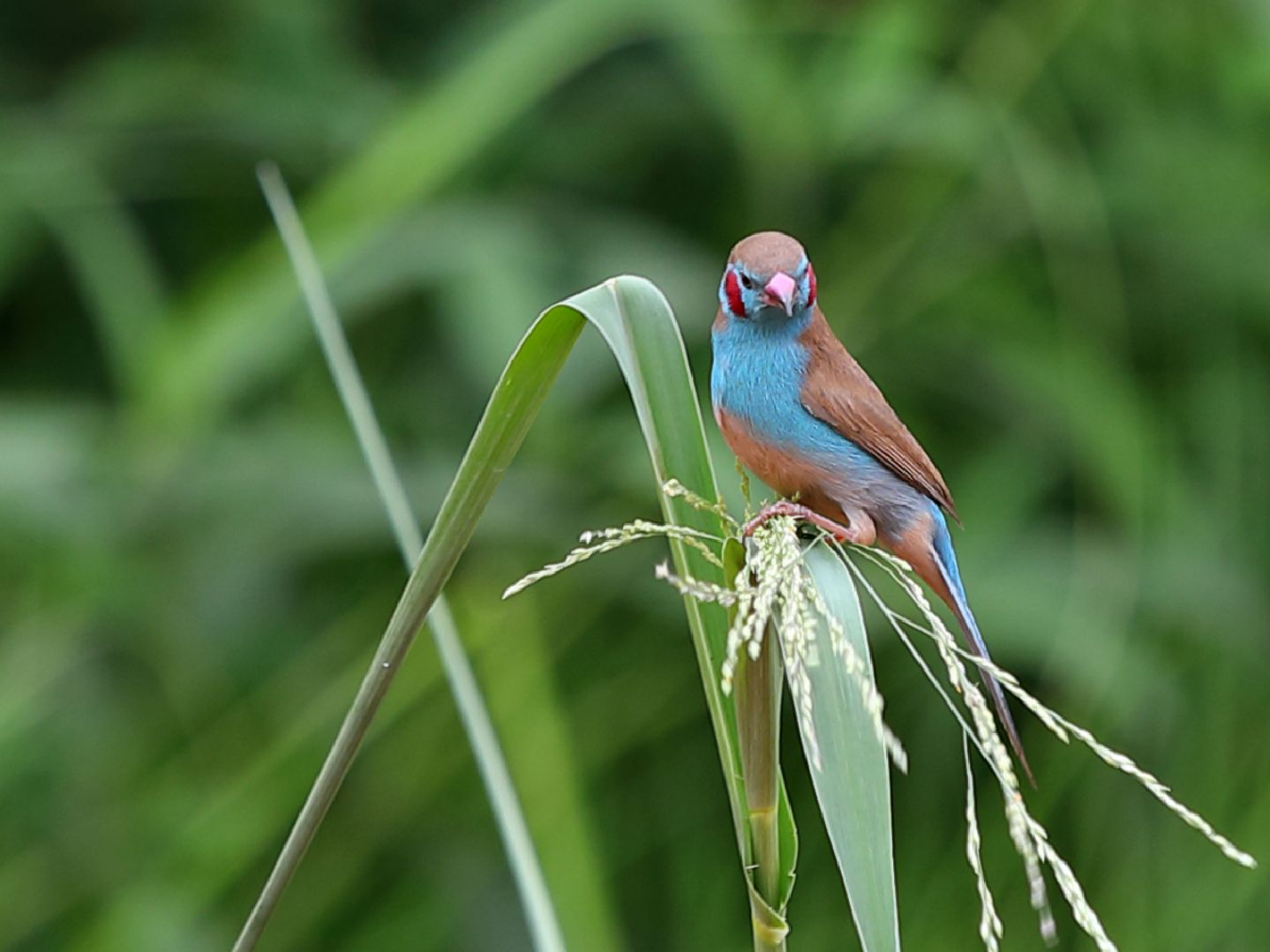红颊蓝饰雀,来自南苏丹.瓦乌