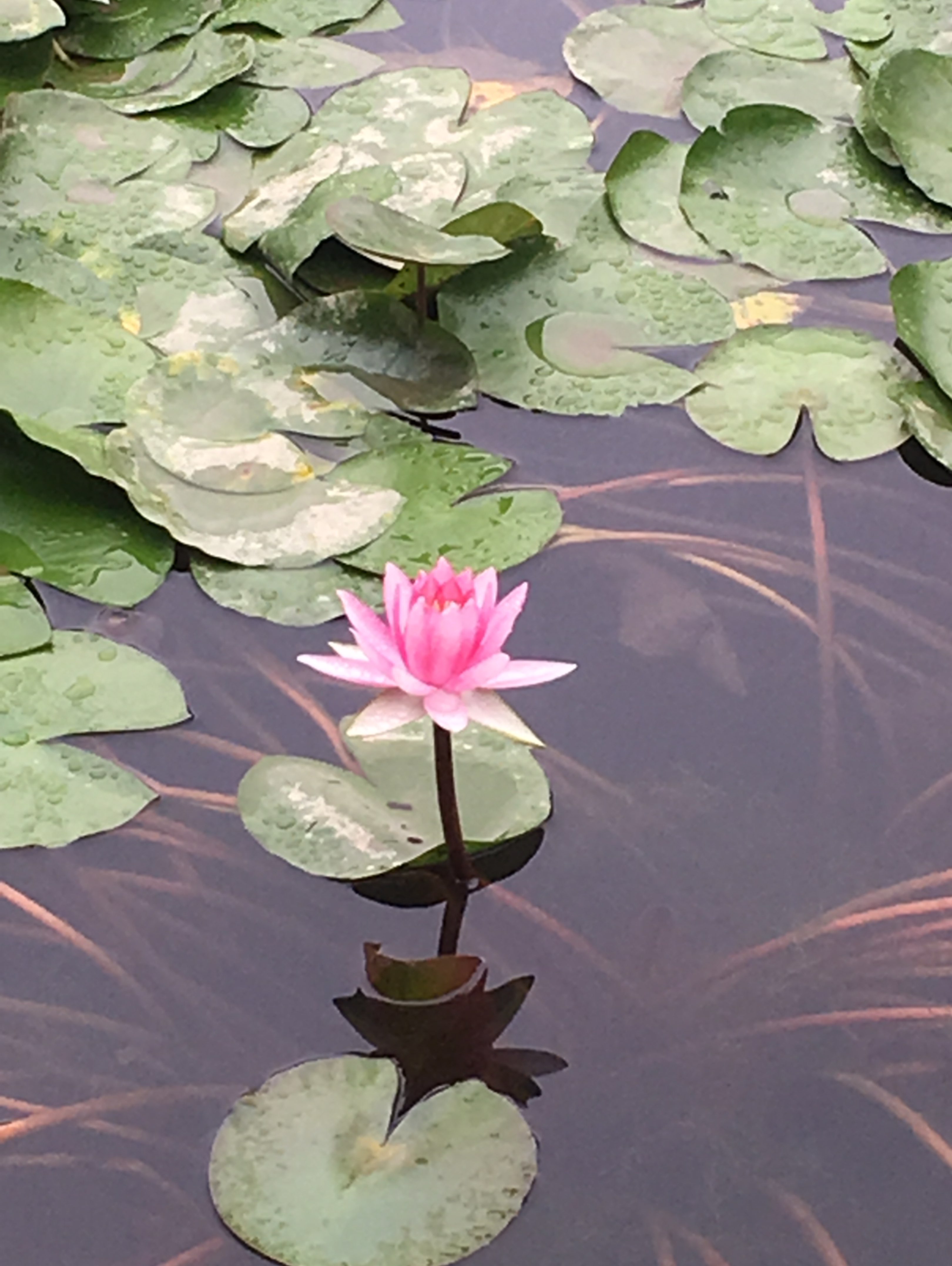 凉风阵阵,感觉盛好!