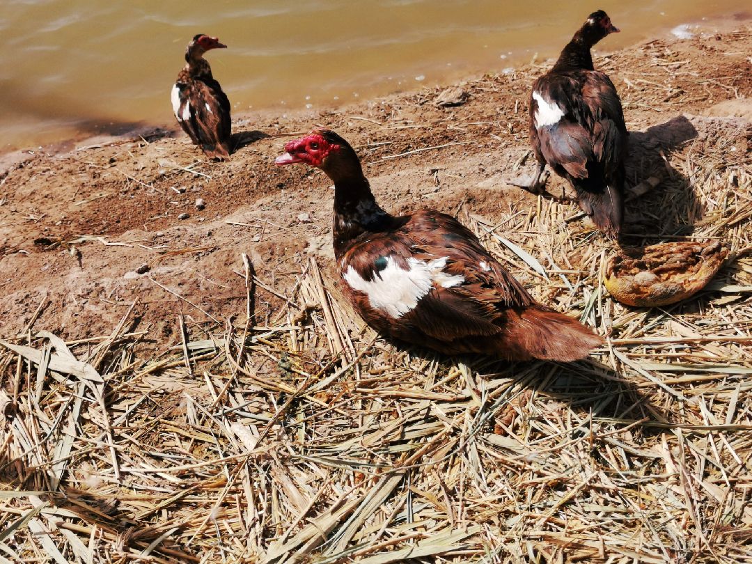 练的要像红嘴雁一样瘦