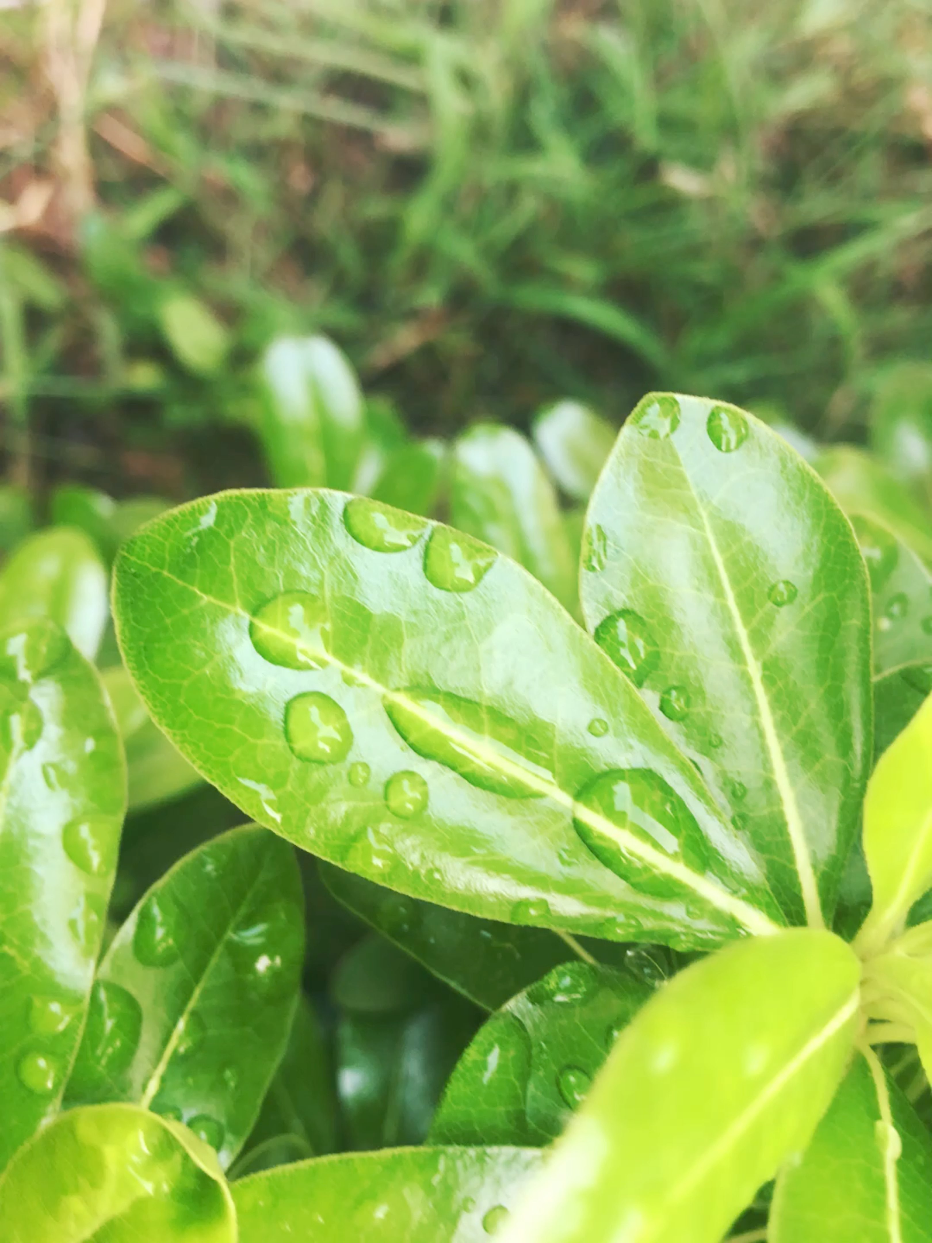 雨后清晨空气清新!