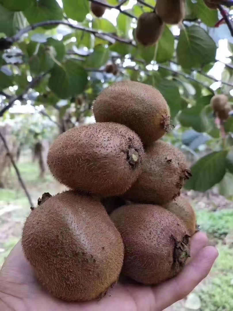 打卡6公里,给大家看看我家猕猴桃,想吃可以找我哦!