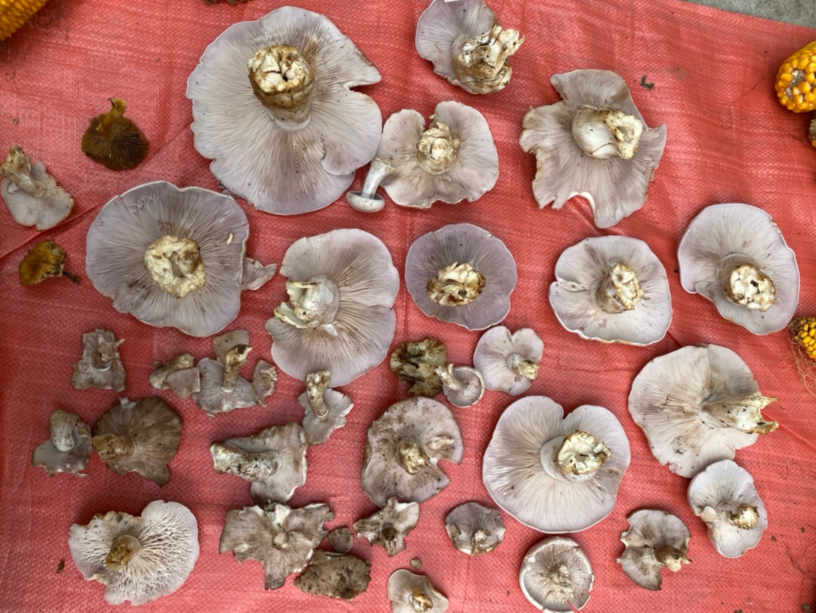 收获了珍鲜榛子蘑与栗子蘑野生大平菇