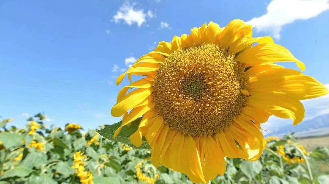 总会收获到满满的阳光,追逐快乐的人,也会收获到愉悦,开启满满正能量