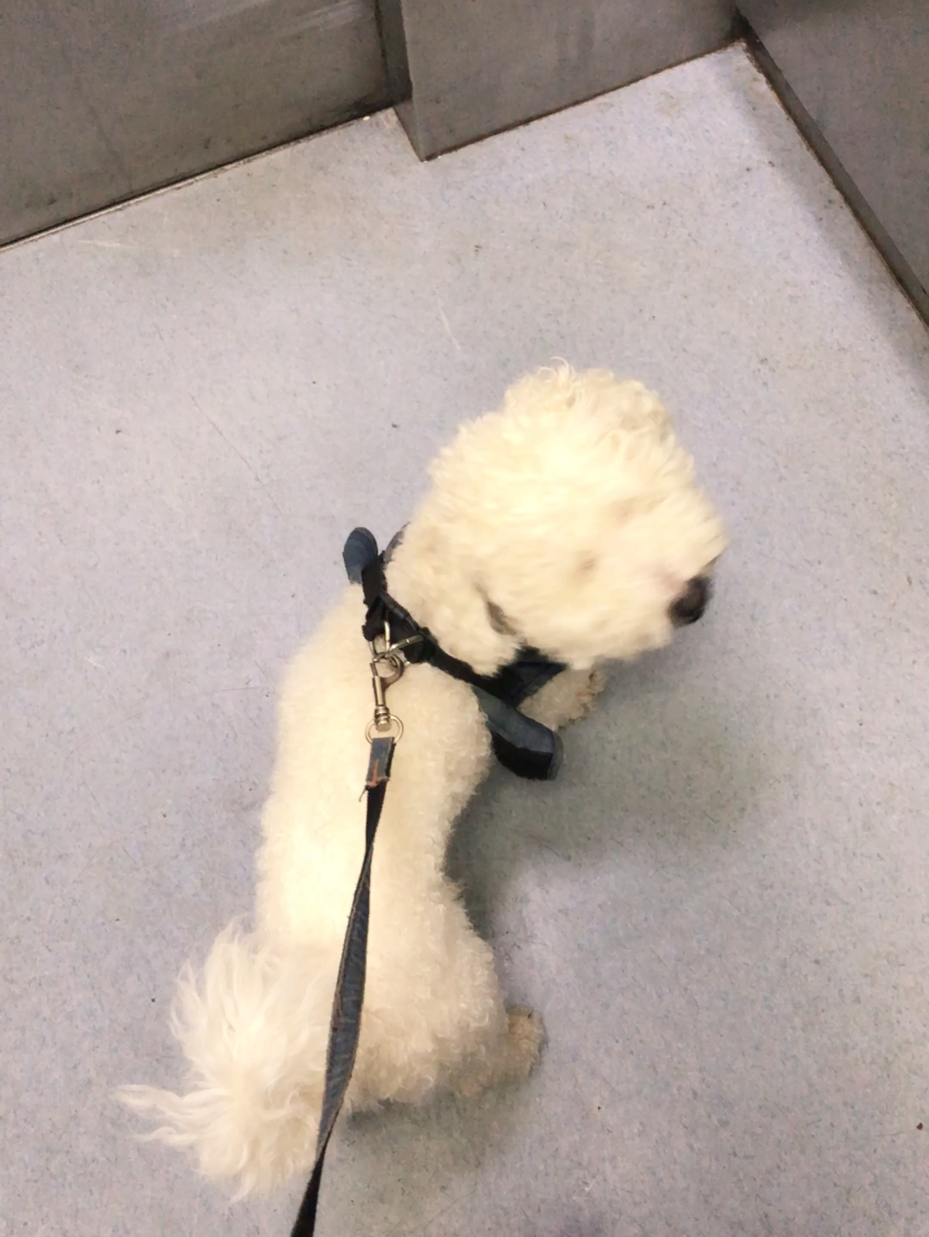 被这只罗圈腿的狗子拖着走了7公里