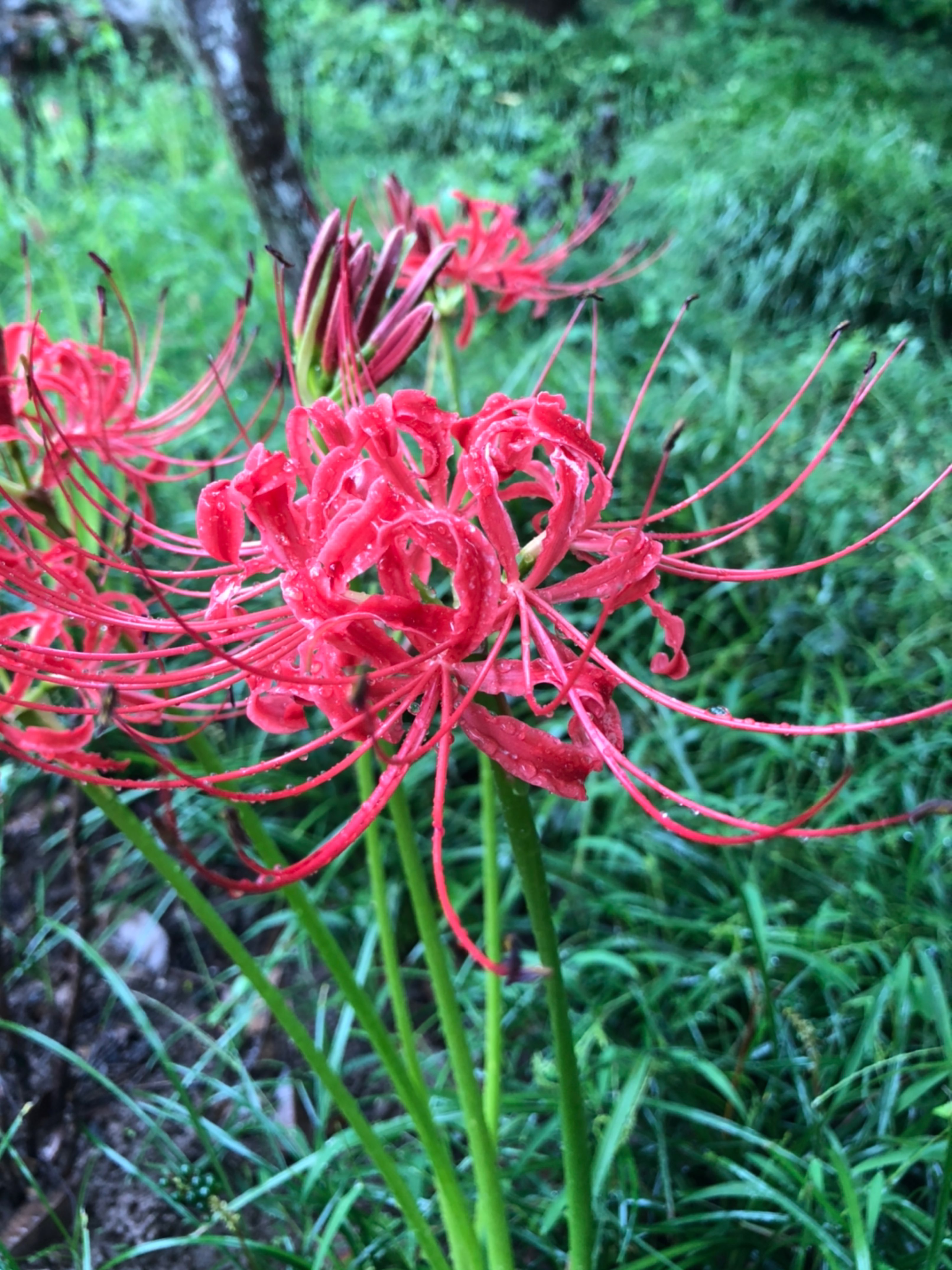花开无叶 叶生无花想念相惜不相见
