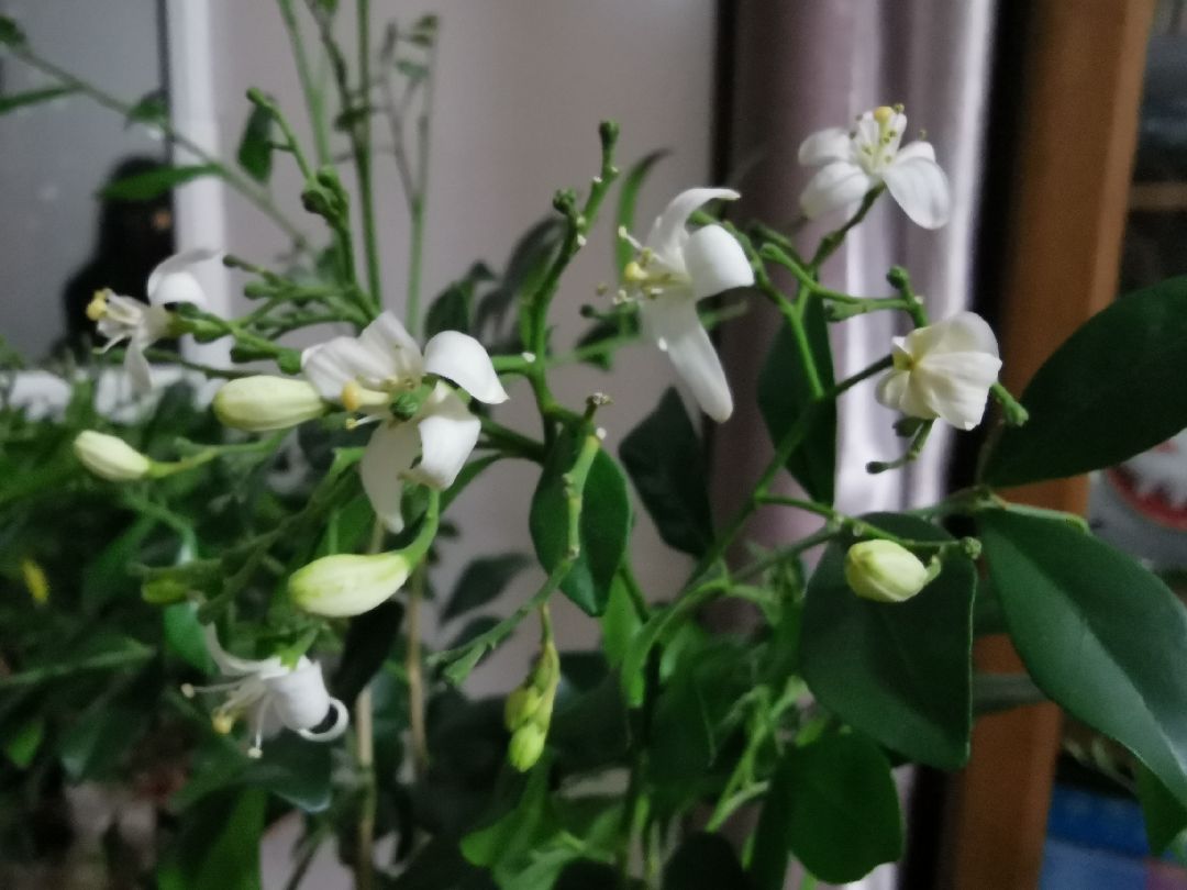 妈妈家八里香开花,很香