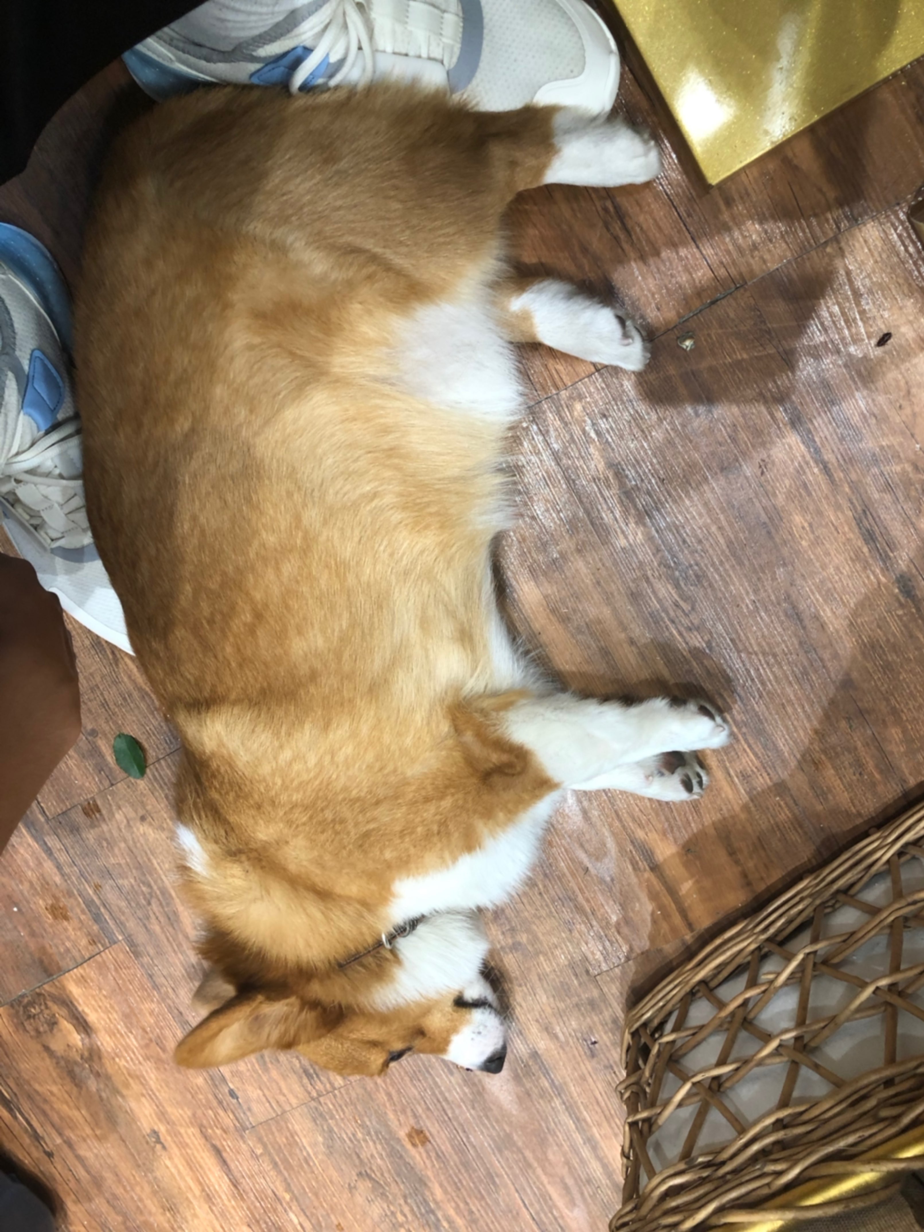 胖柯基,真可爱,继续努力,加油