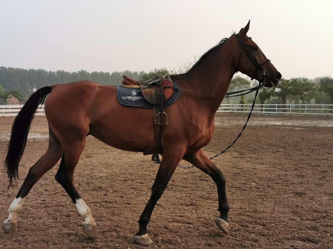 越来越喜欢马了,汗血宝马很威武!