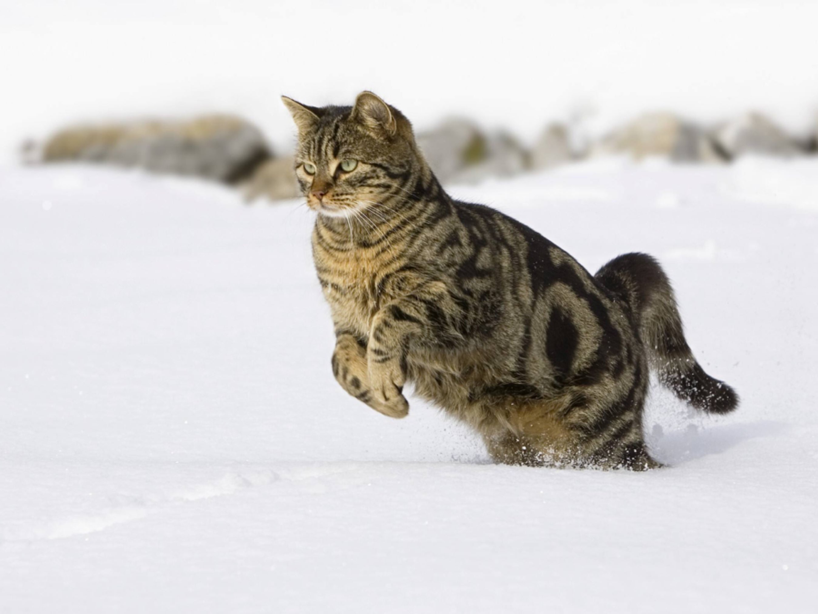 骐骥一跃不能十步驽马十驾功在不舍