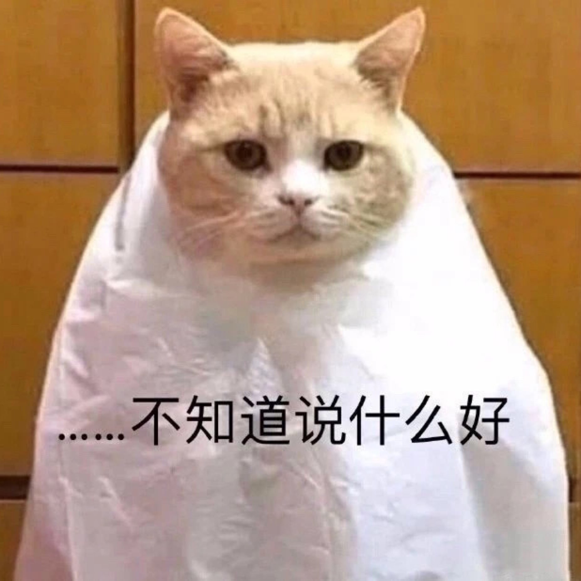 猫咪苦笑表情包图片