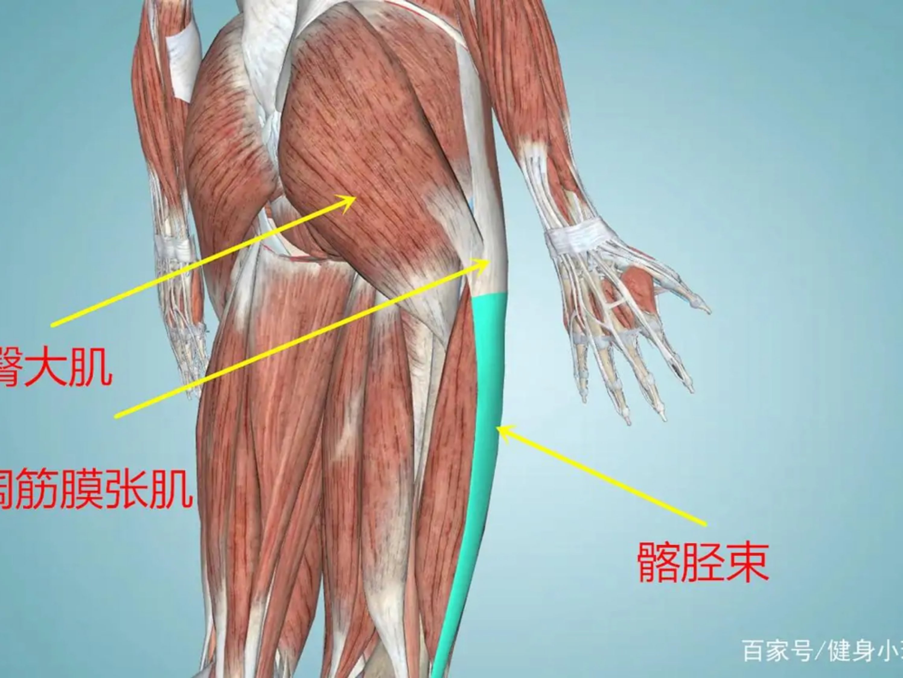 髂胫束和阔筋膜张肌图片