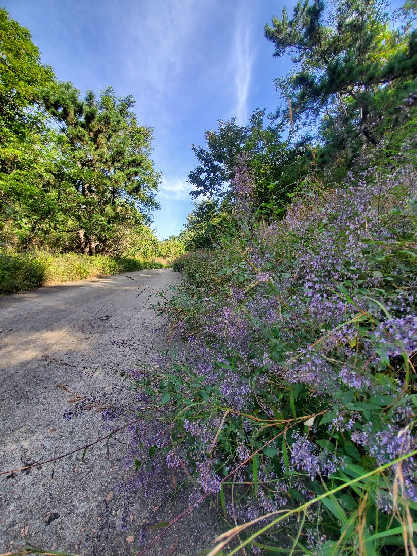 置身于此,静神凝气,问万物安好,点点滴滴山道山道图片草木图片大全