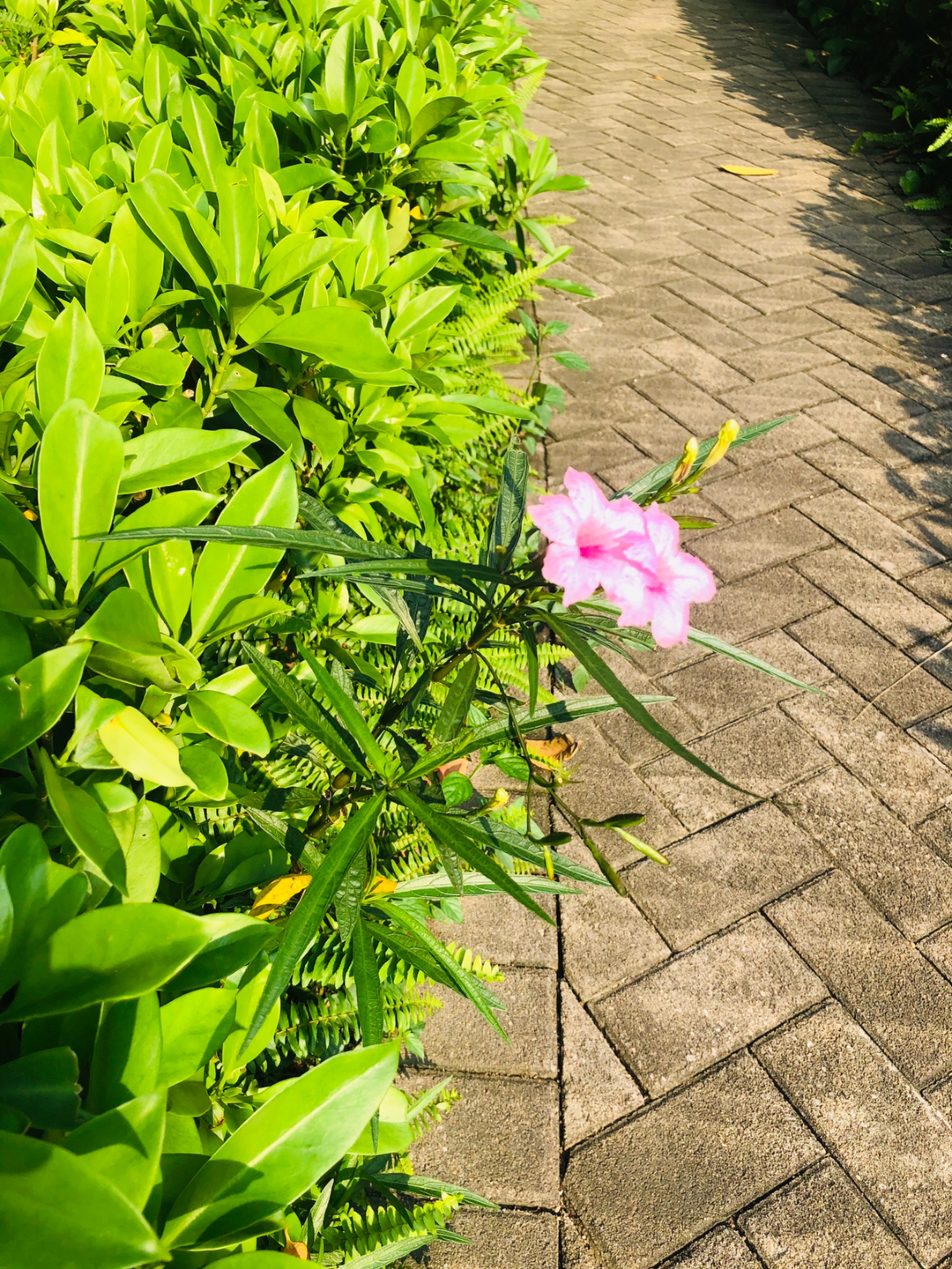 凉风阵阵,跑得爽