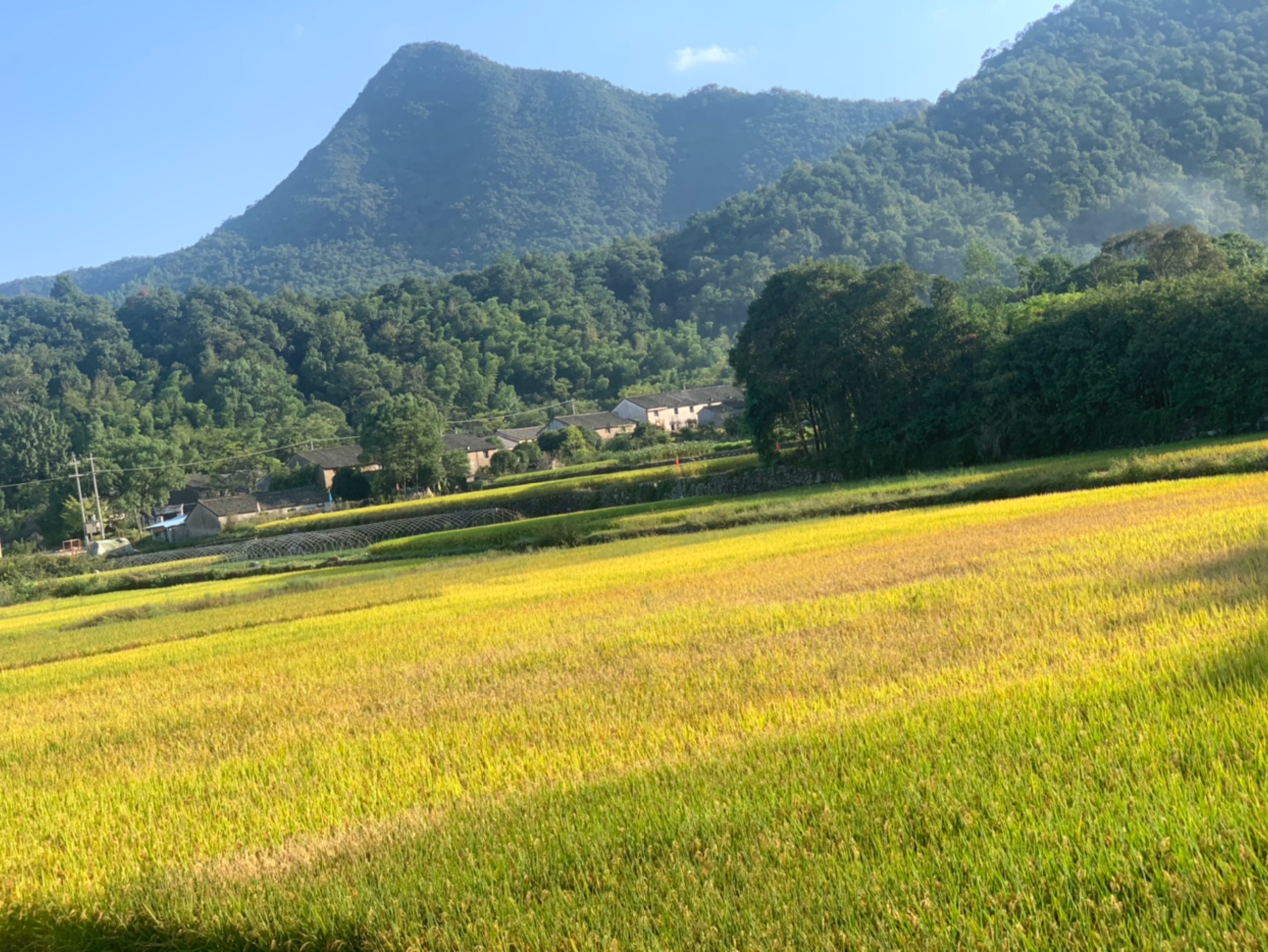 秋天是丰收的季节