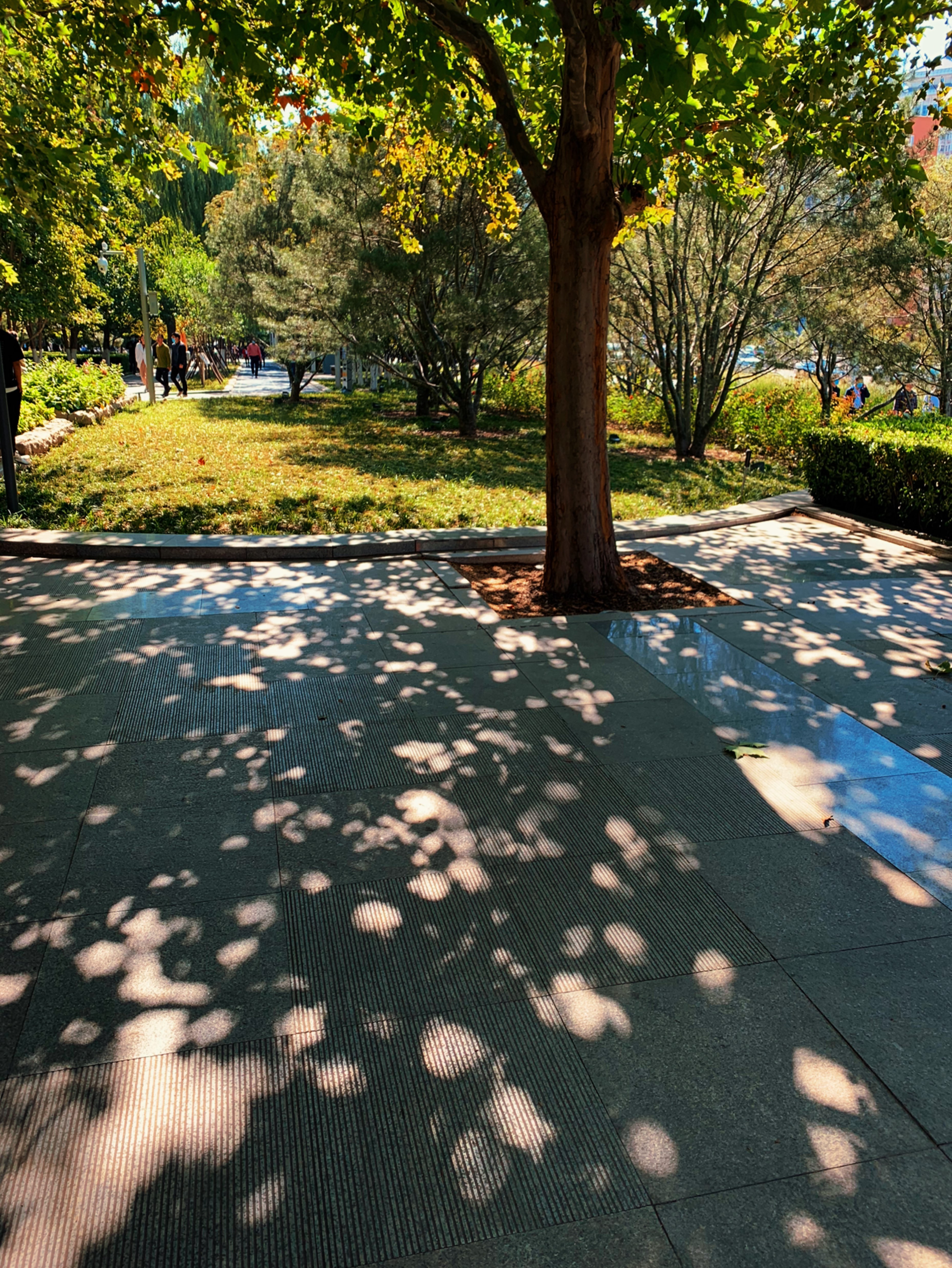 喜欢路上斑驳的树影