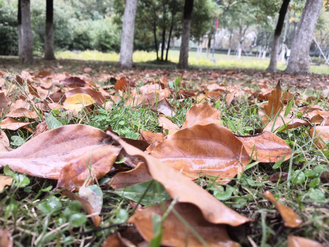 满地落叶黄又是一年秋来到如果不想长秋膘运动慢跑坚持造～(~▽~～)