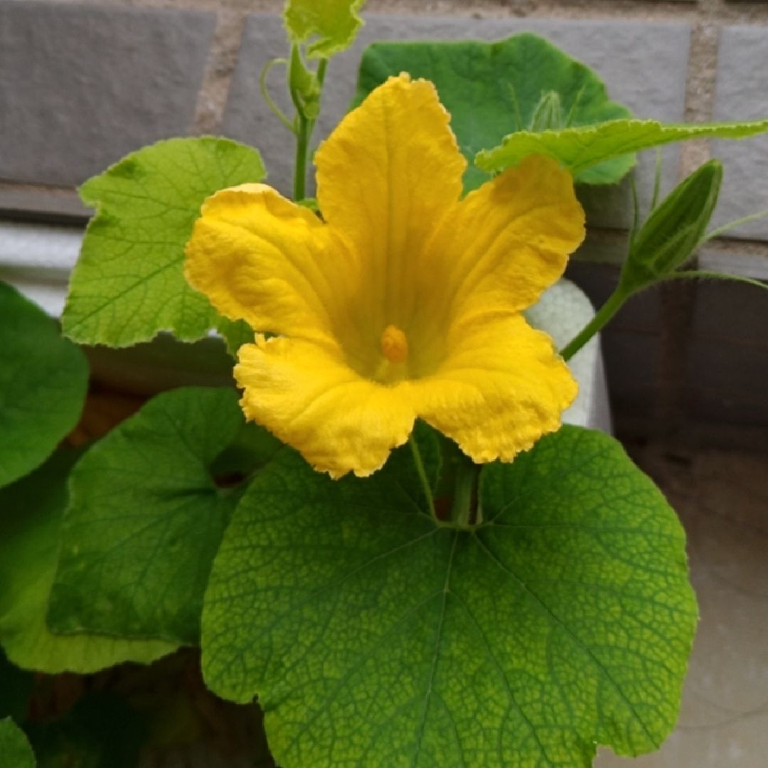 这天气很舒服小南瓜苗说我也可以开花花