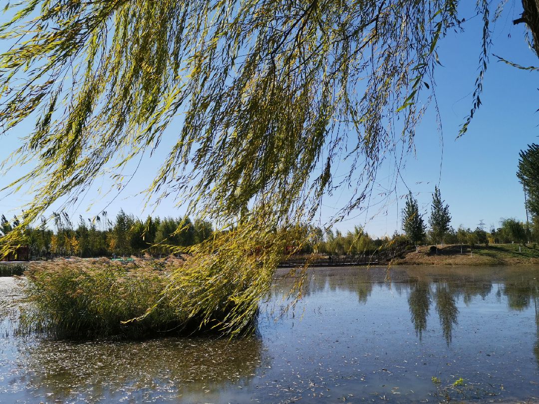 风尘仆仆地跑回来啦飒飒的秋风吹的枝条飘摇落叶翻飞风中秋色美呀干脆