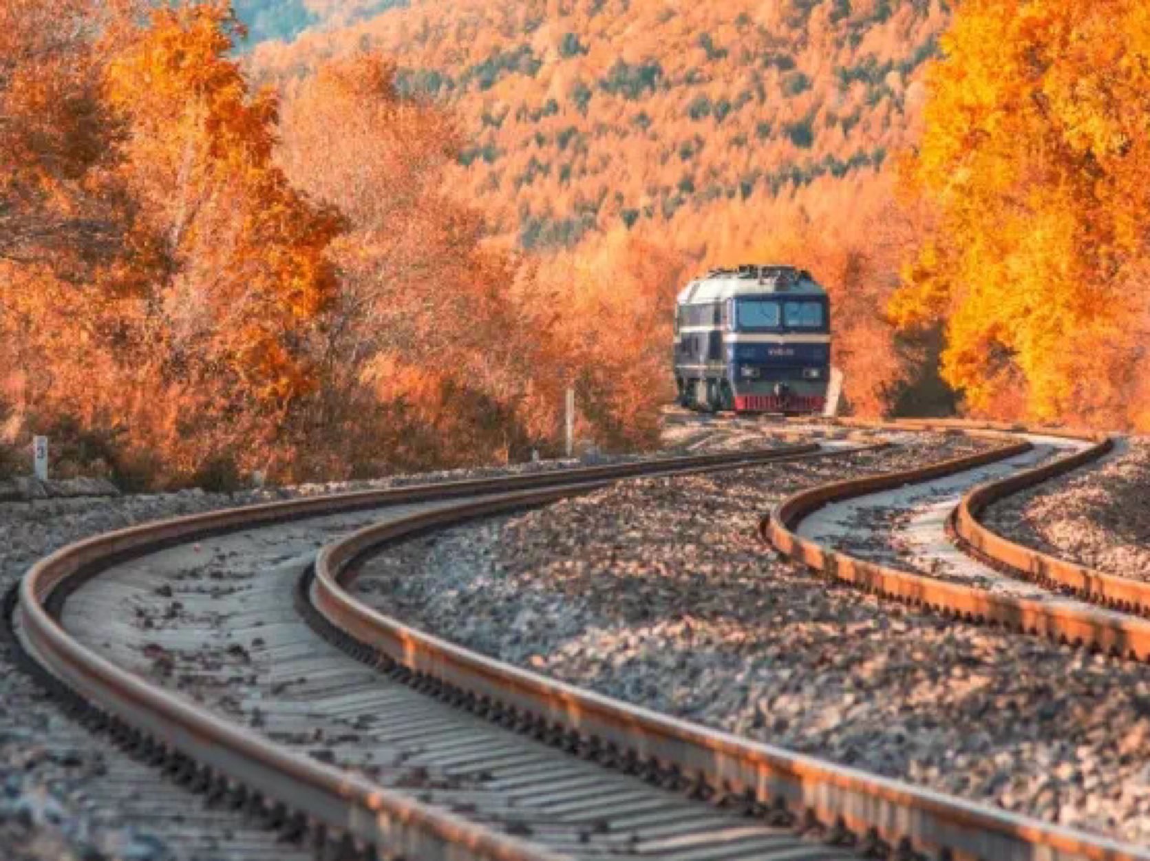 金黄的银杏叶悠然飘落,一地金黄一地浪漫,如果没有去过北方的南方人是