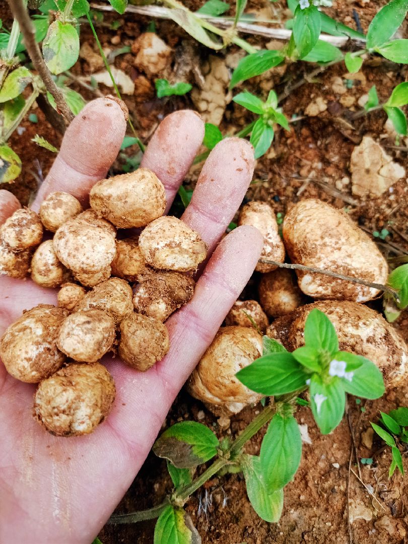 看到马屁泡一步都没有跑了上山下山入山谷找了一口袋因为没带袋子回家