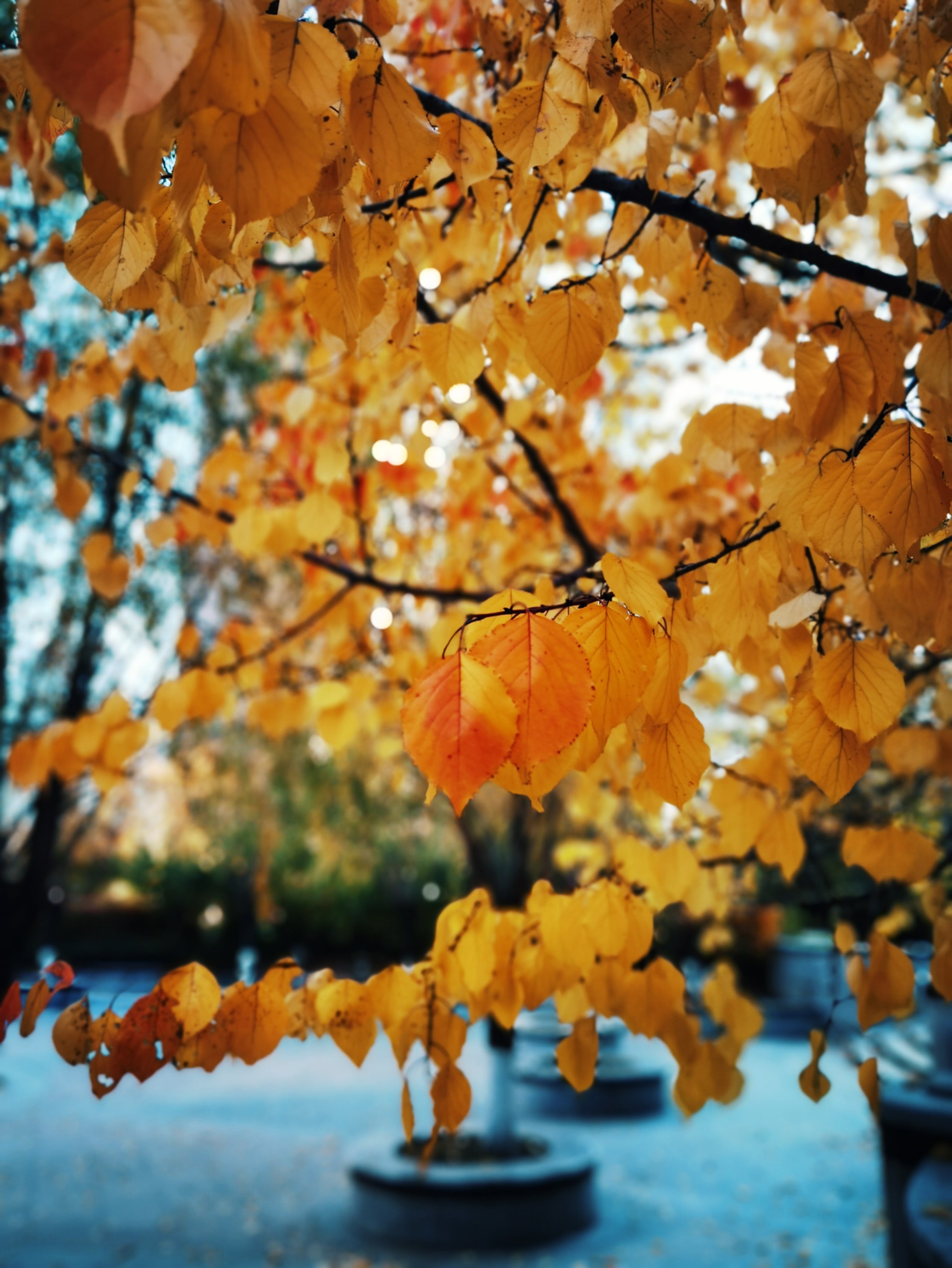 凉凉的两片相依偎叶子图片寒露适合夫妻同心的枫叶图片