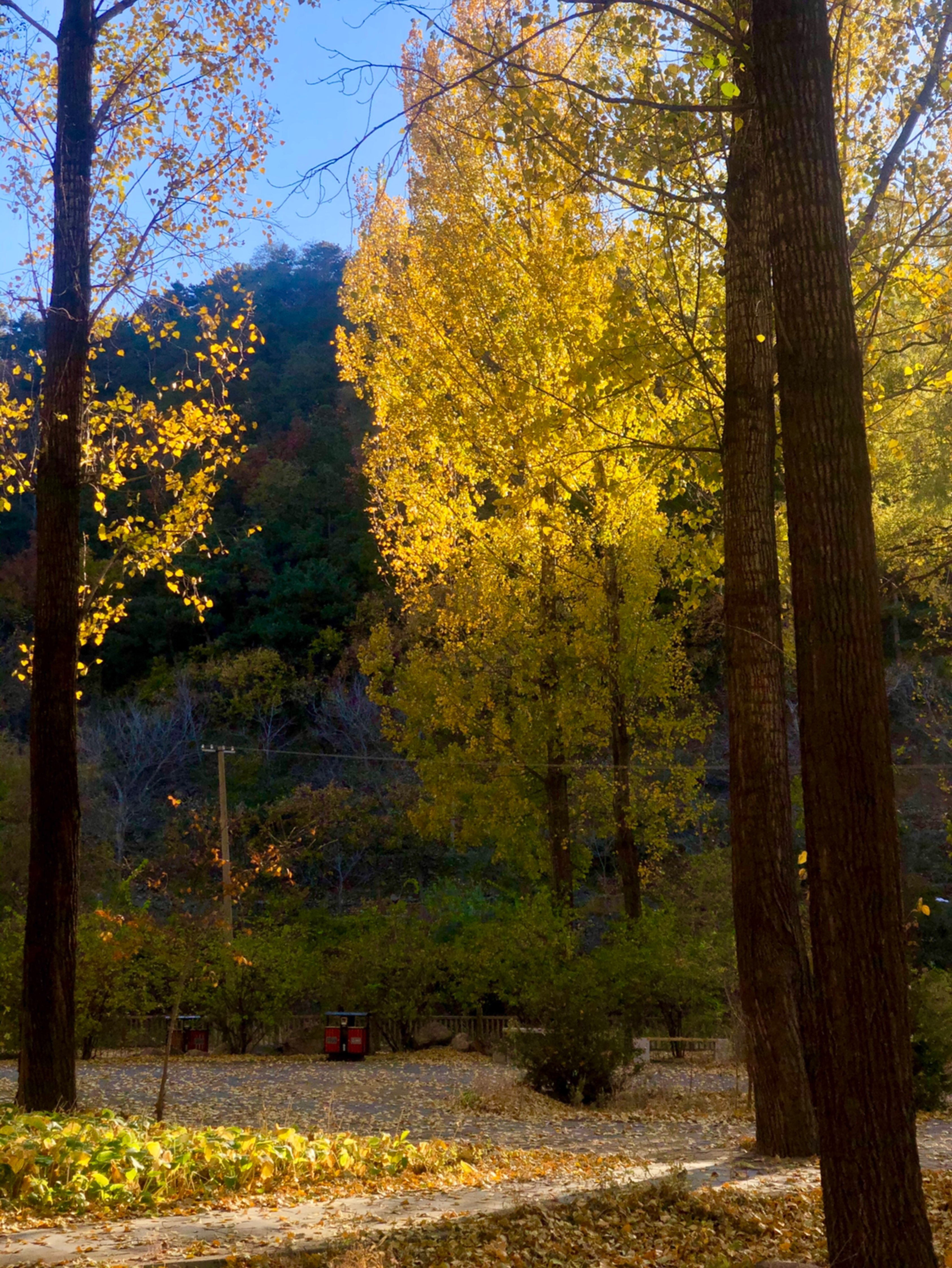 人间十月山里的风景绝了秋风萧瑟层林尽染走在阳光密林中随便抓拍都很