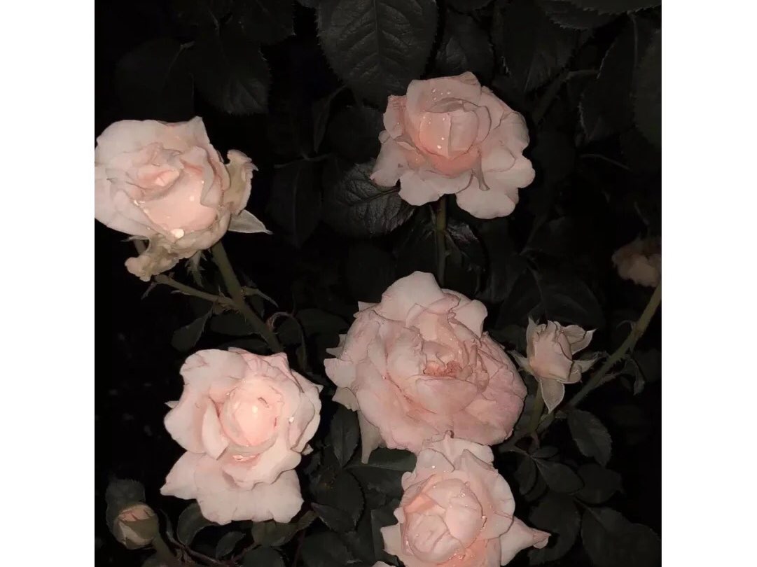 1903110895卓玛次仁