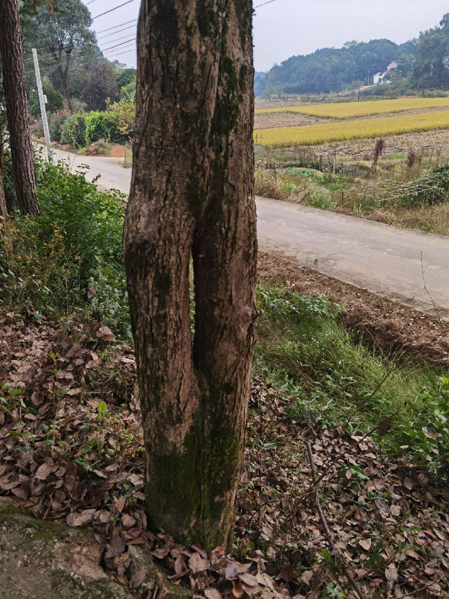 家门口的一棵"婆树"