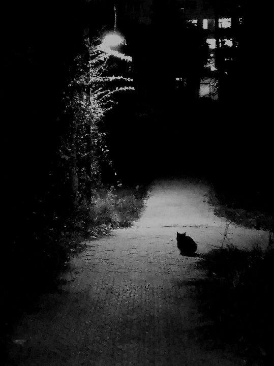 深夜巷子里的猫图片