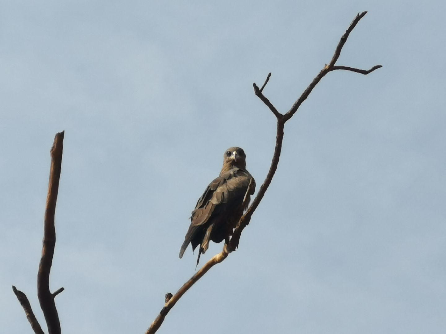 瓦乌最后一日孤独的非洲鹰