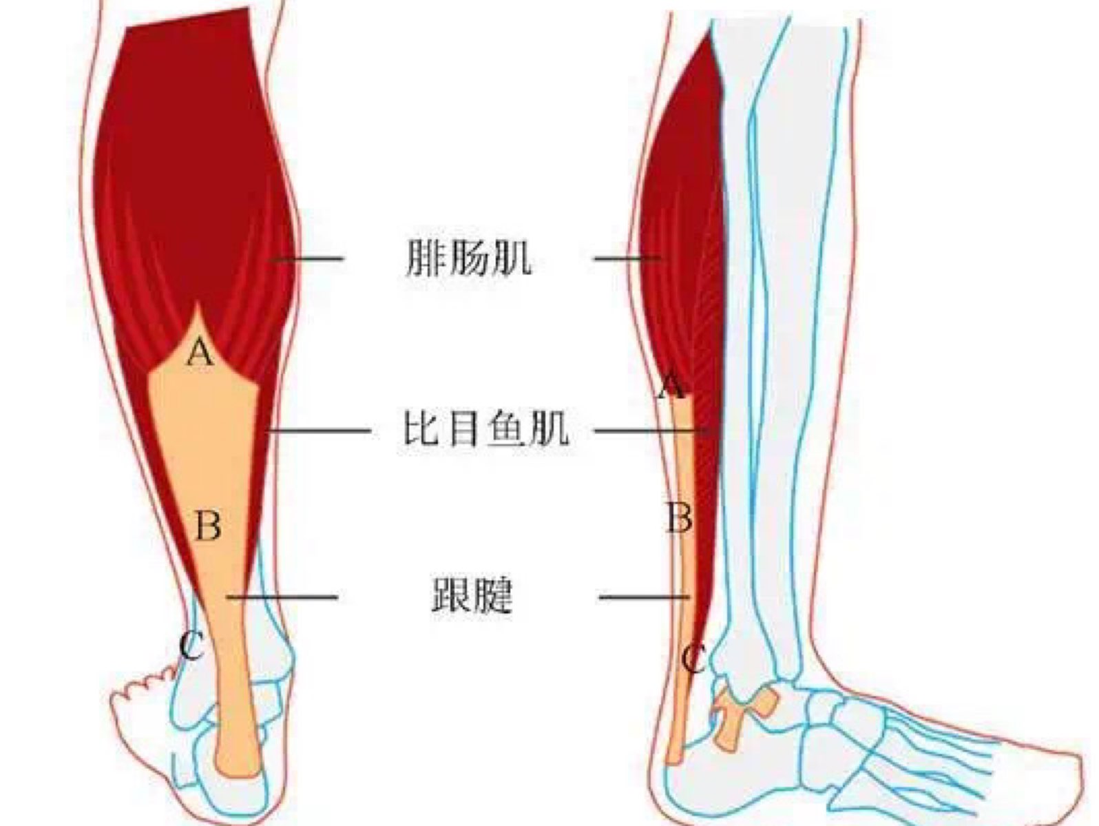 170跟腱多长算有天赋图片