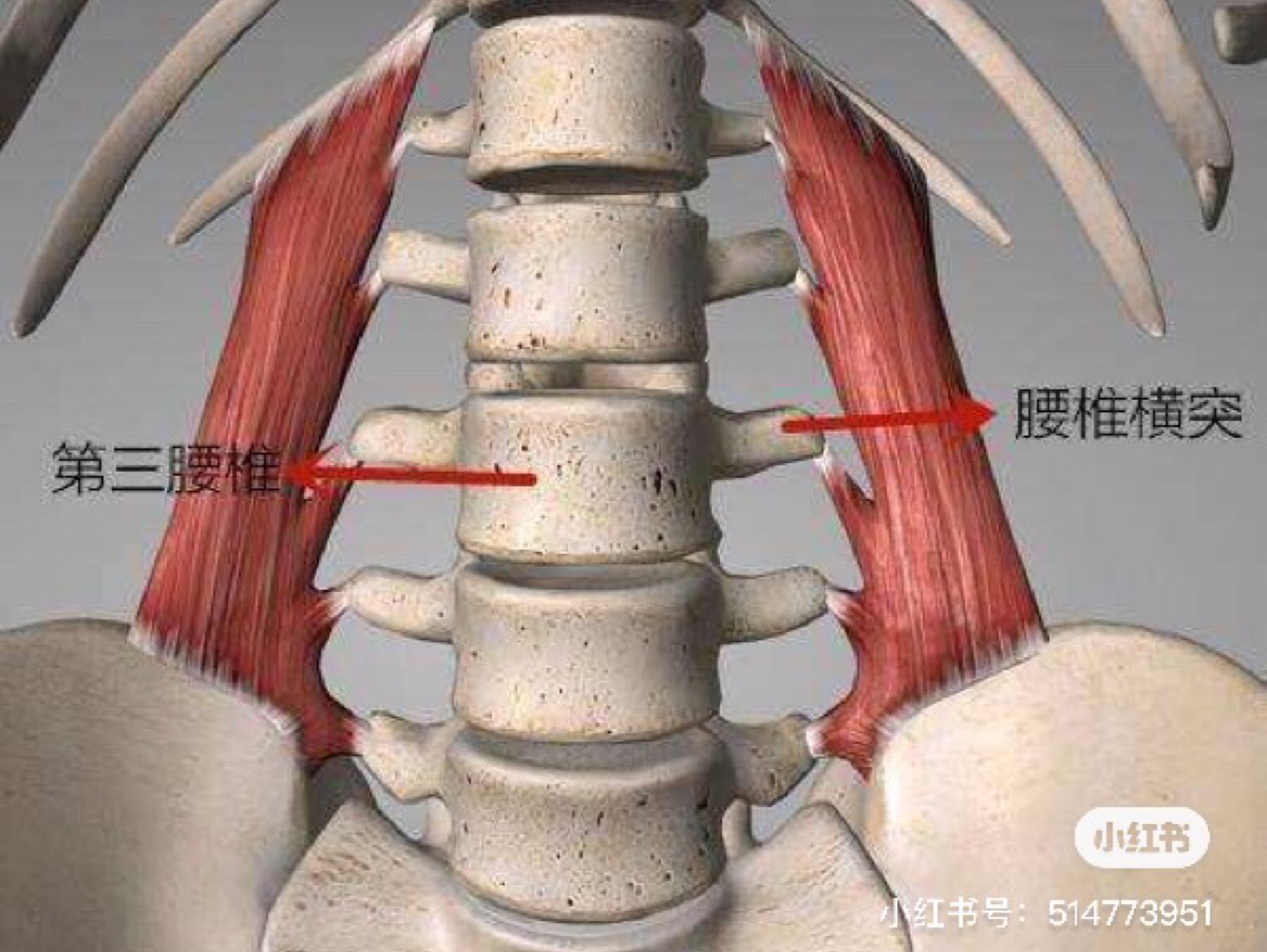 第三腰椎横突综合征第三腰椎横突综合征也是引起腰痛的疾患之一,在