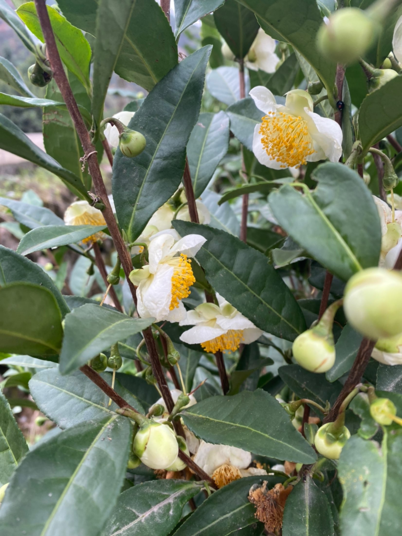澳洲茶树开花图片