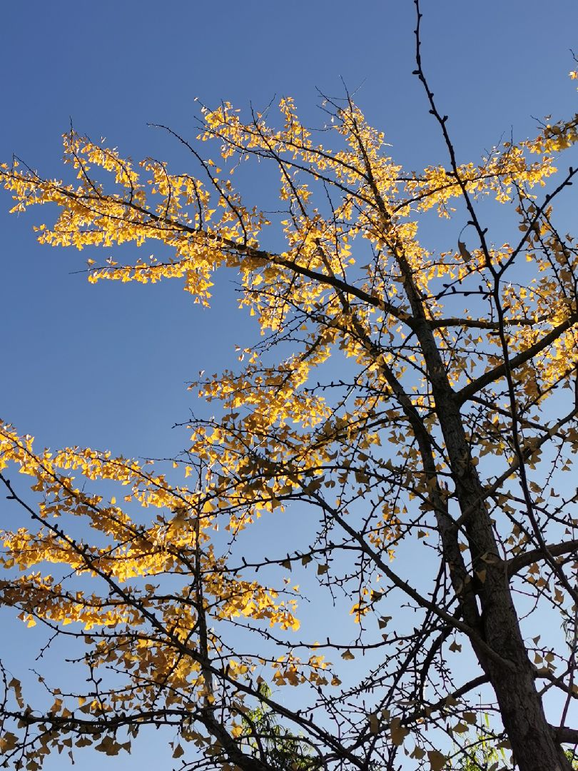 在冬天里做一棵树一半在尘土里安详一半在风里飞扬