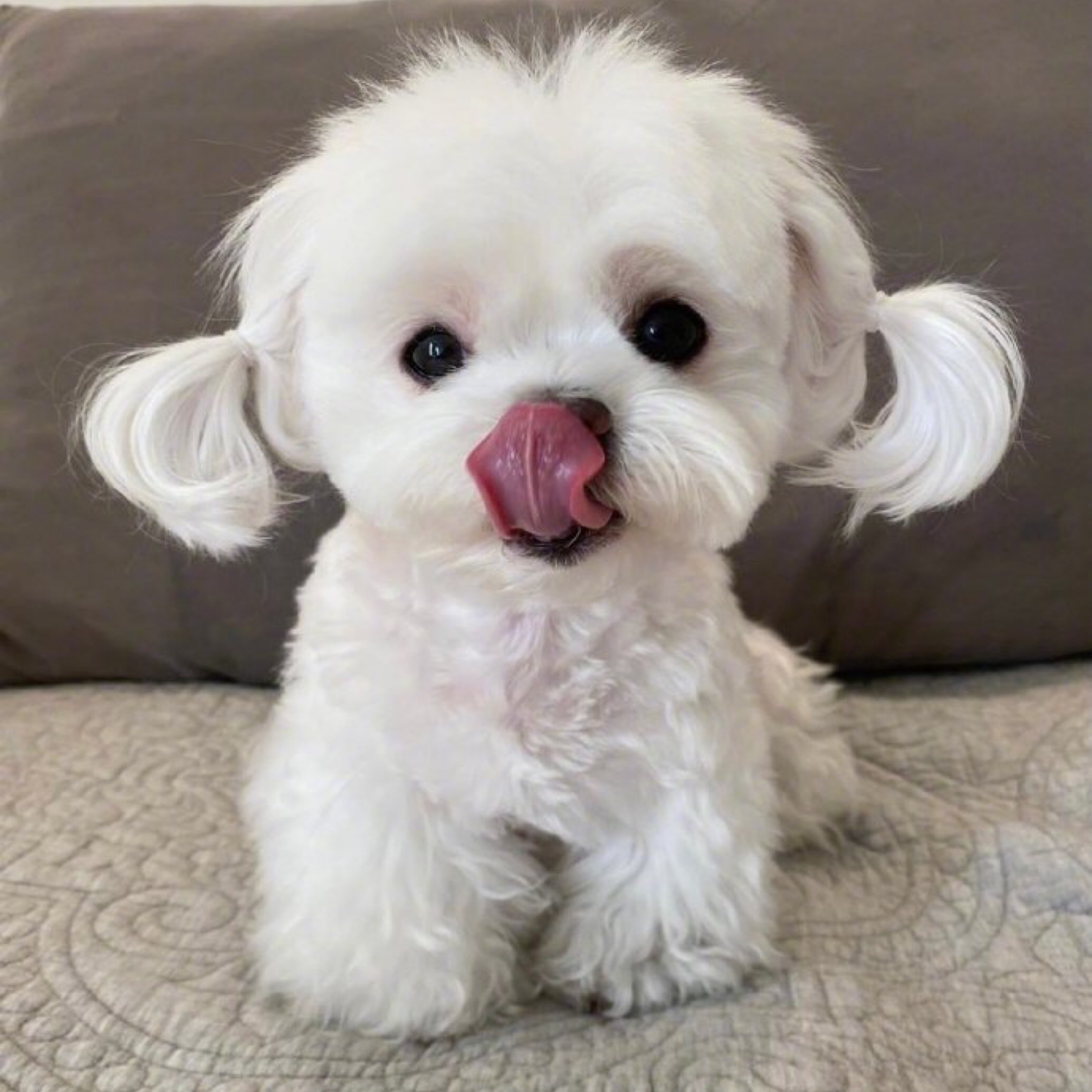 马尔济斯小可爱