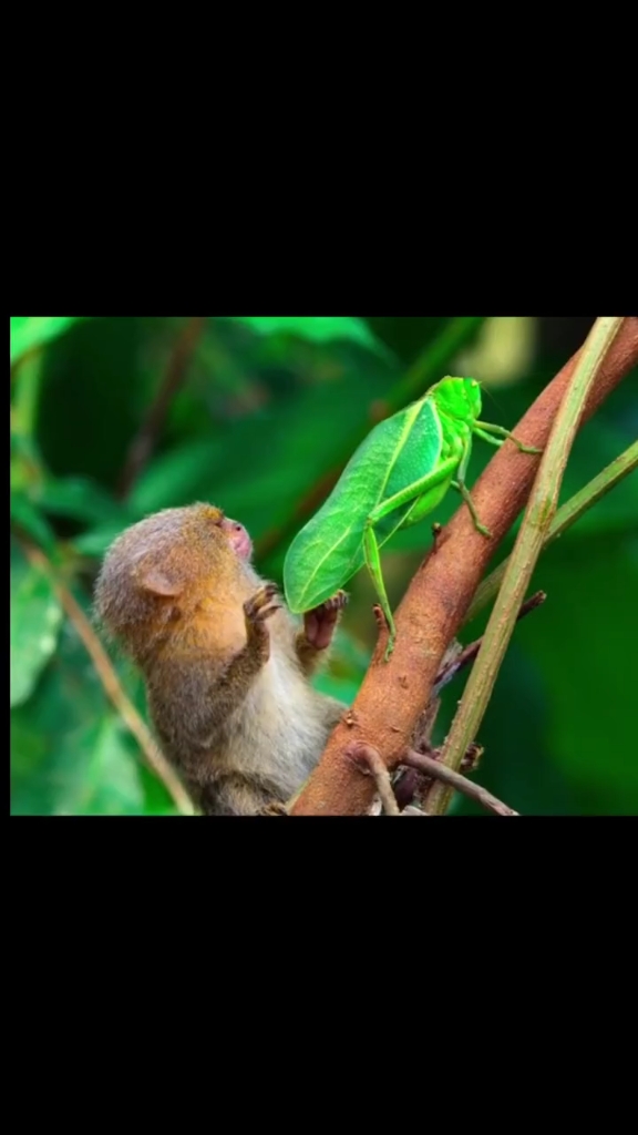 土猴子昆虫图片