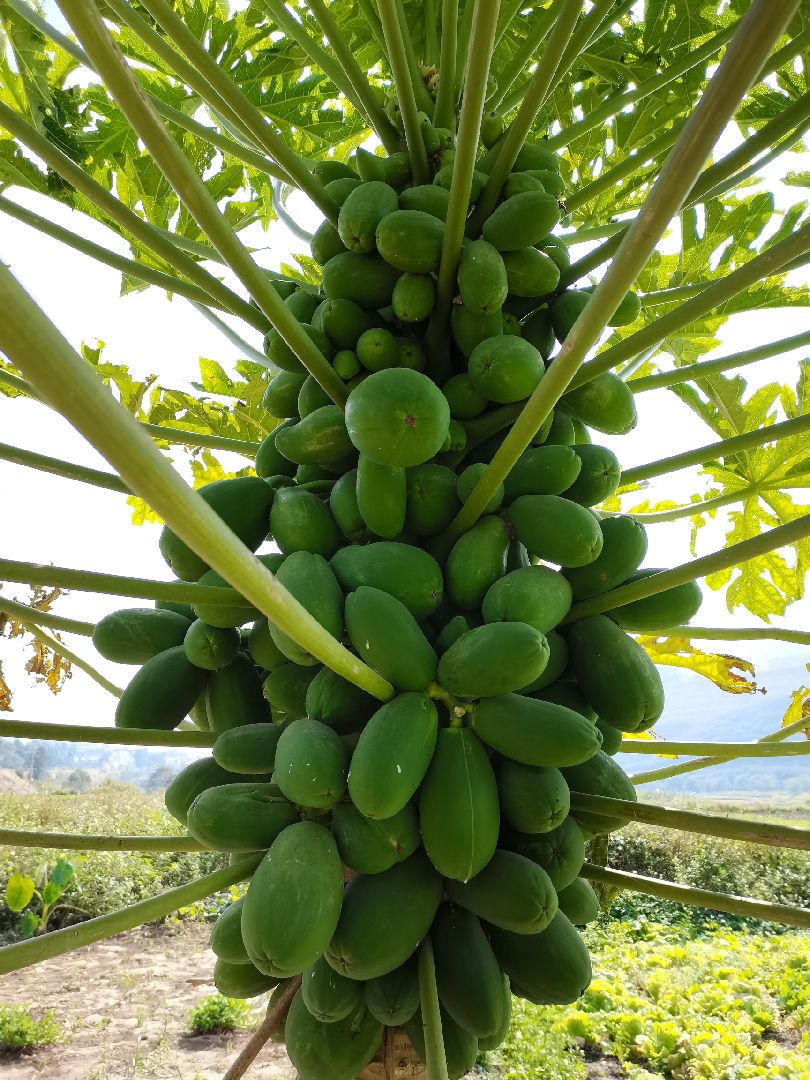 大王椰子的果实图片