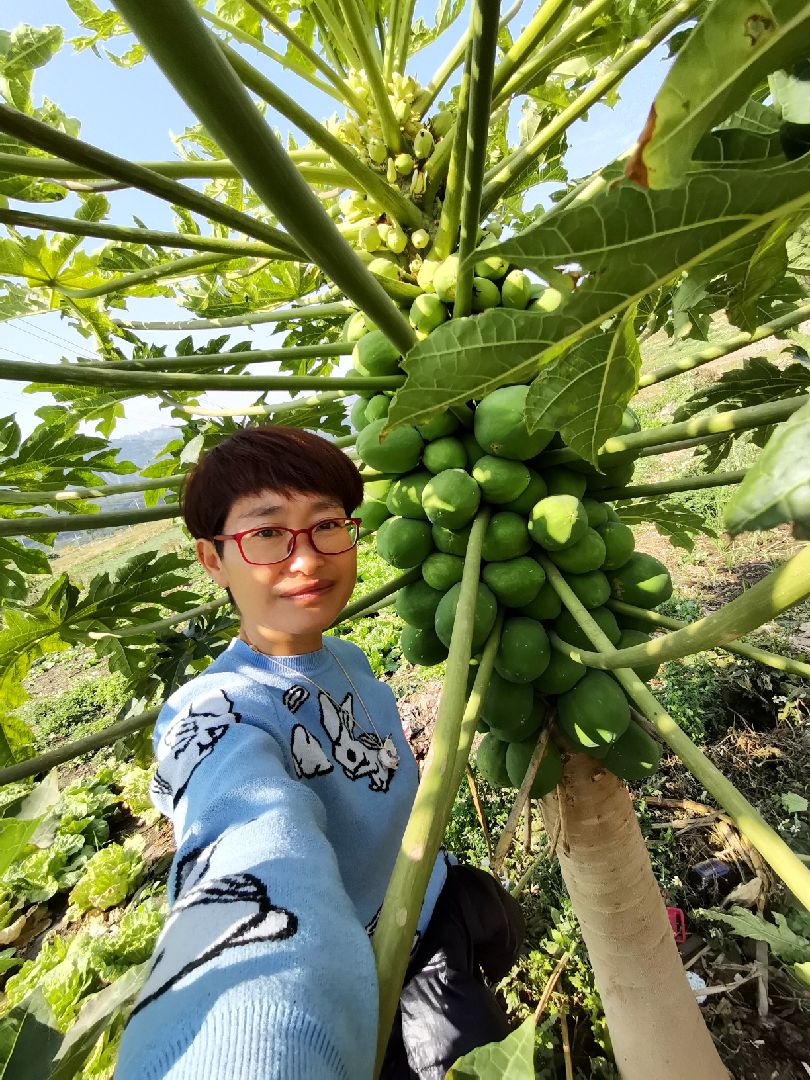 樹瓜,,,田野上有風景有兩棵碩果累累的樹瓜,公園裡有開花的大王椰樹