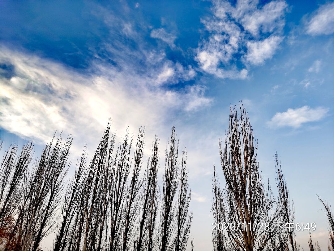 须冬日蓝天白云下小白杨才更挺拔