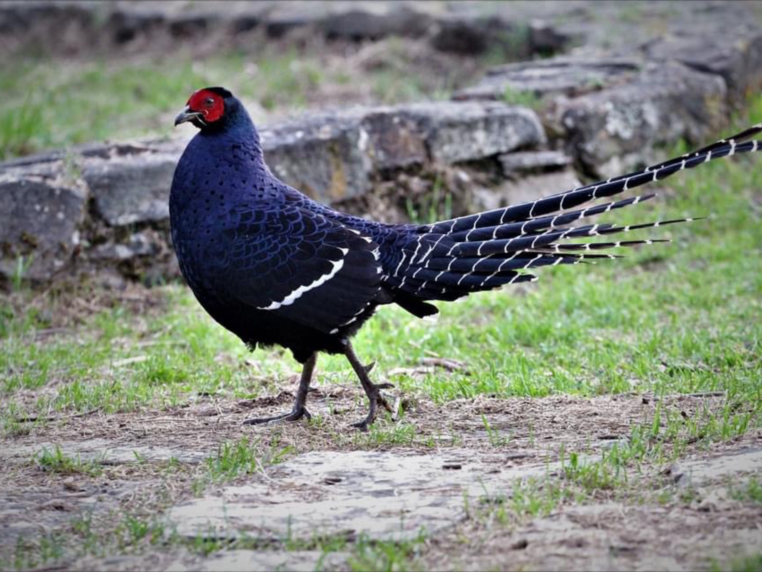 帝雉有「迷雾中的王者」之称,个性娴静,领域性强,为台湾特有种,分布在