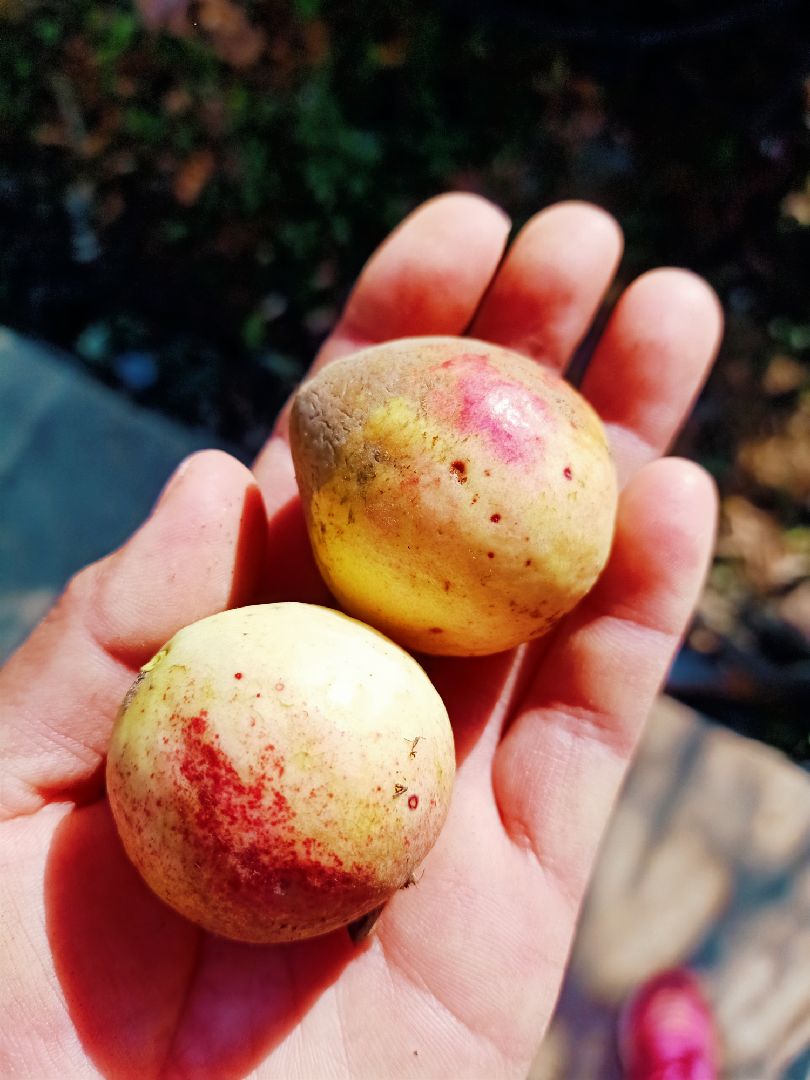 老品种番石榴,我们这边叫老缅桃,看着品相不佳,其实味道很好,又香又甜