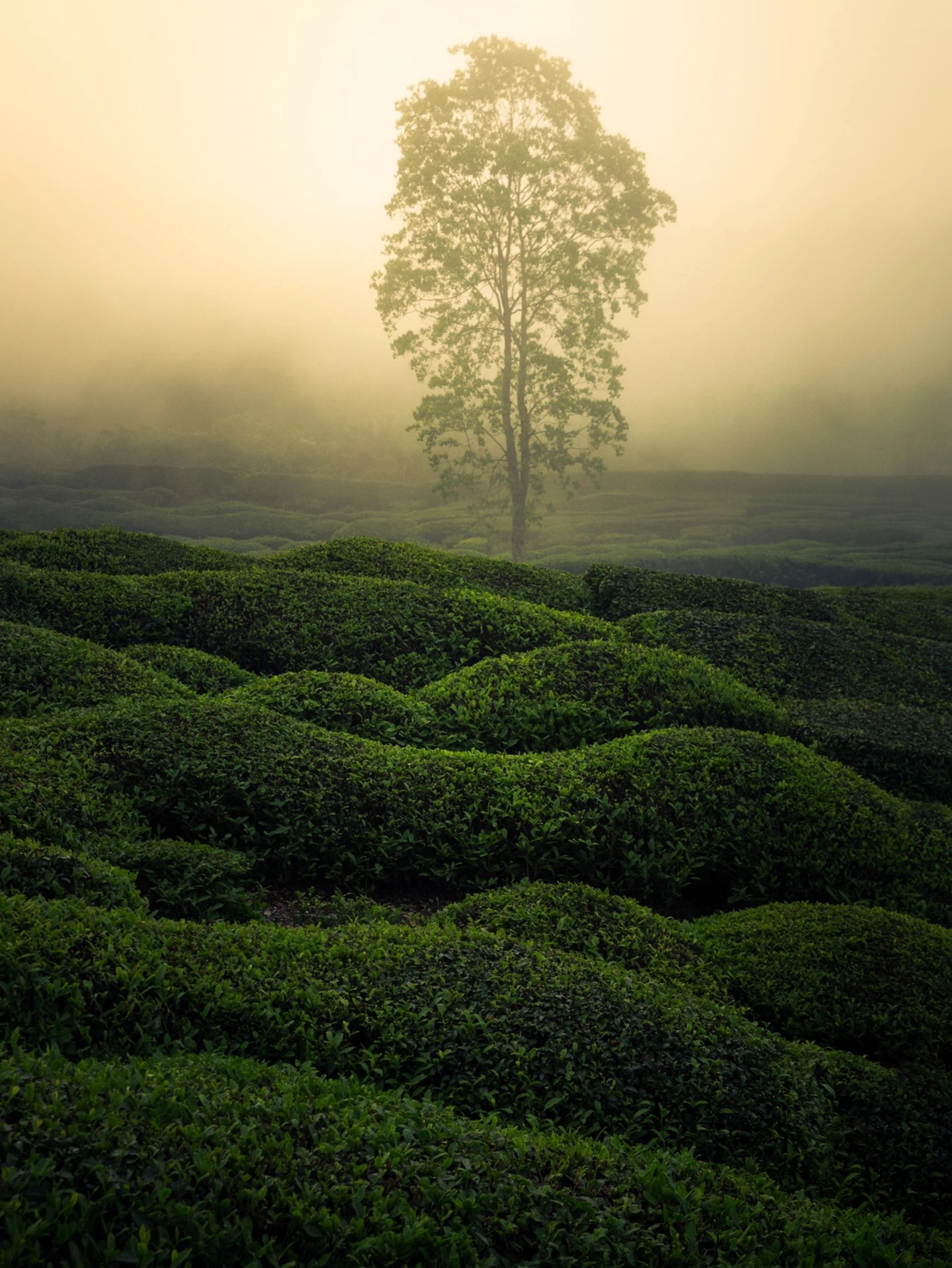 安徽黄山休宁县蓝田镇上的高山茶园.