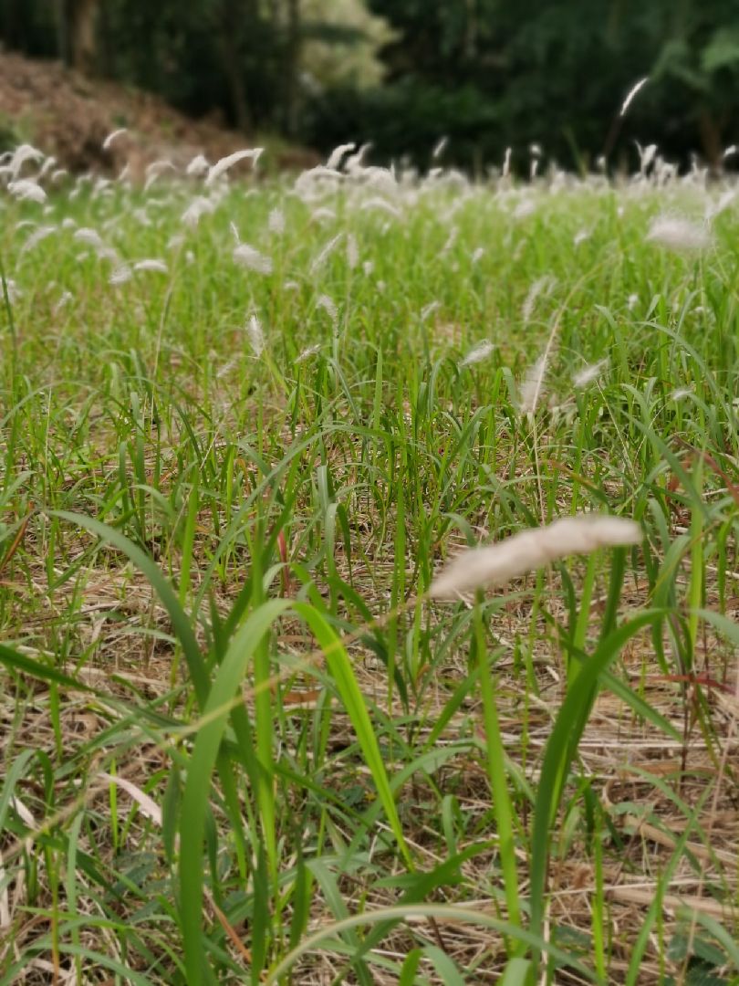 已是枯叶黄树荫弯曲绿道藏幽深几经叶飘芦弄尘曲终人伤在黄昏