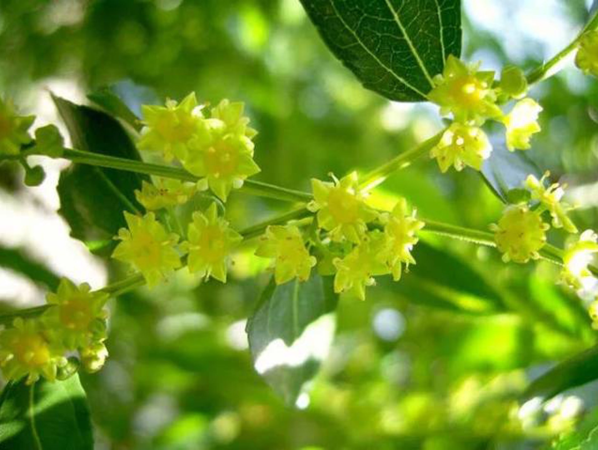 牡丹花好空入目枣花虽小结实多
